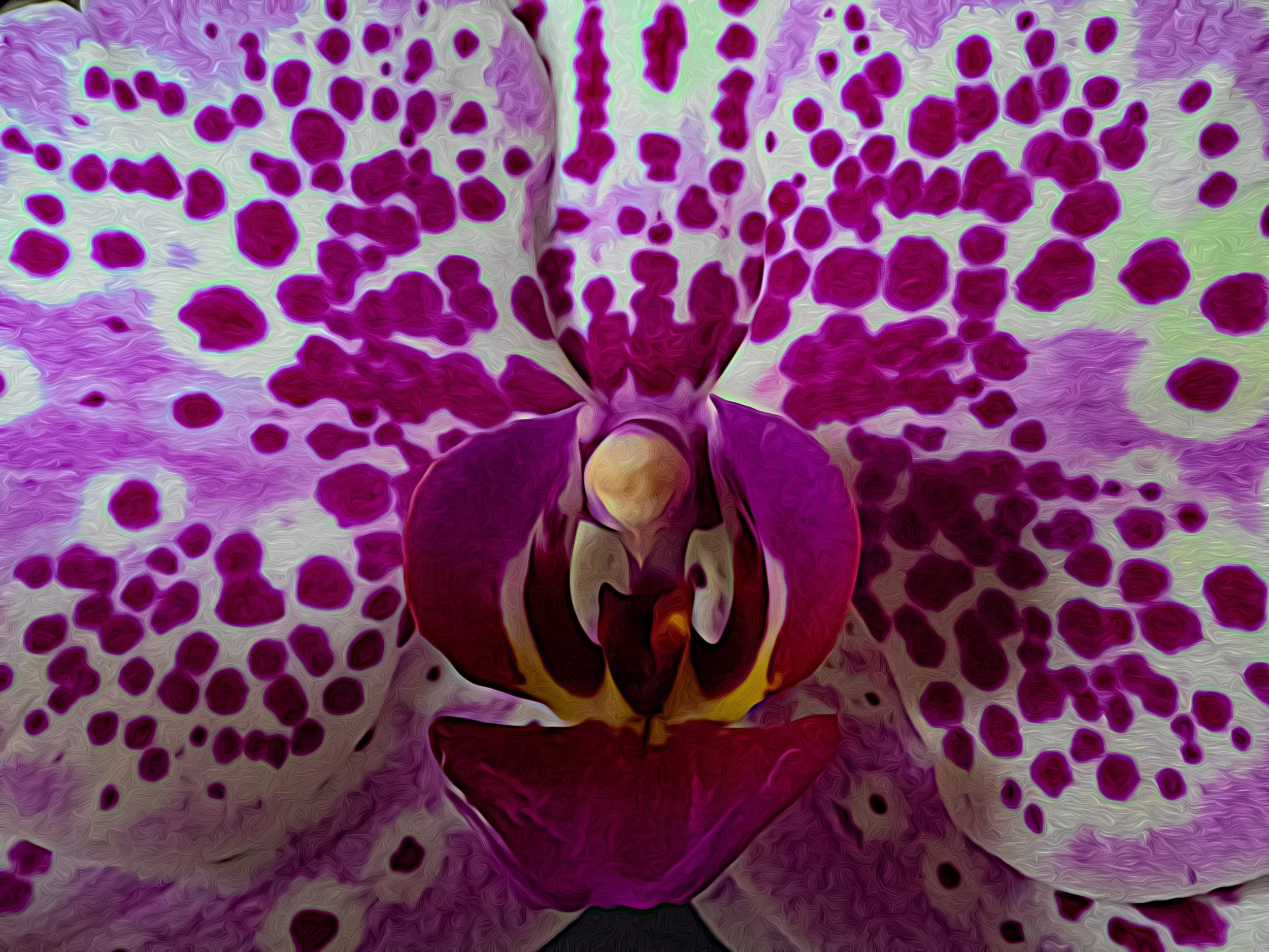 Orchids-4.jpg