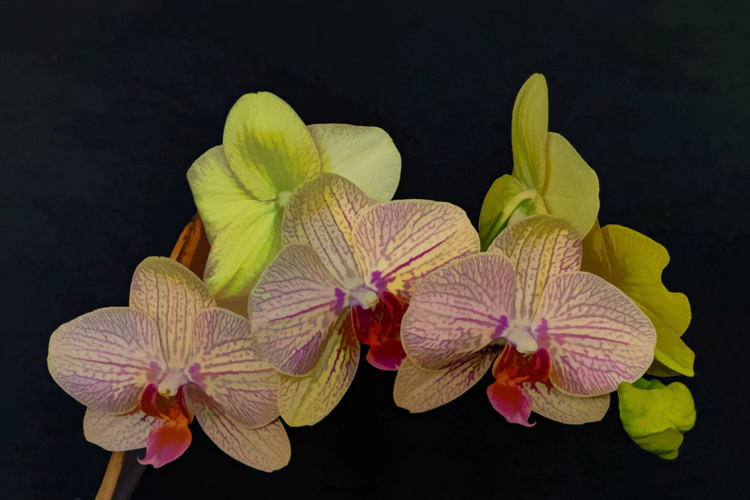 Orchids-6.jpg