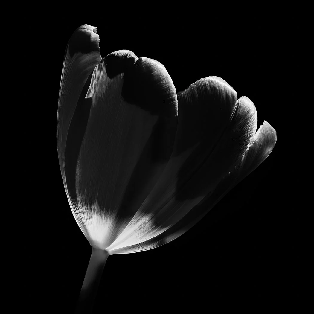 Seeking the Light - Second Place - 2026 KDays Photography Contest
