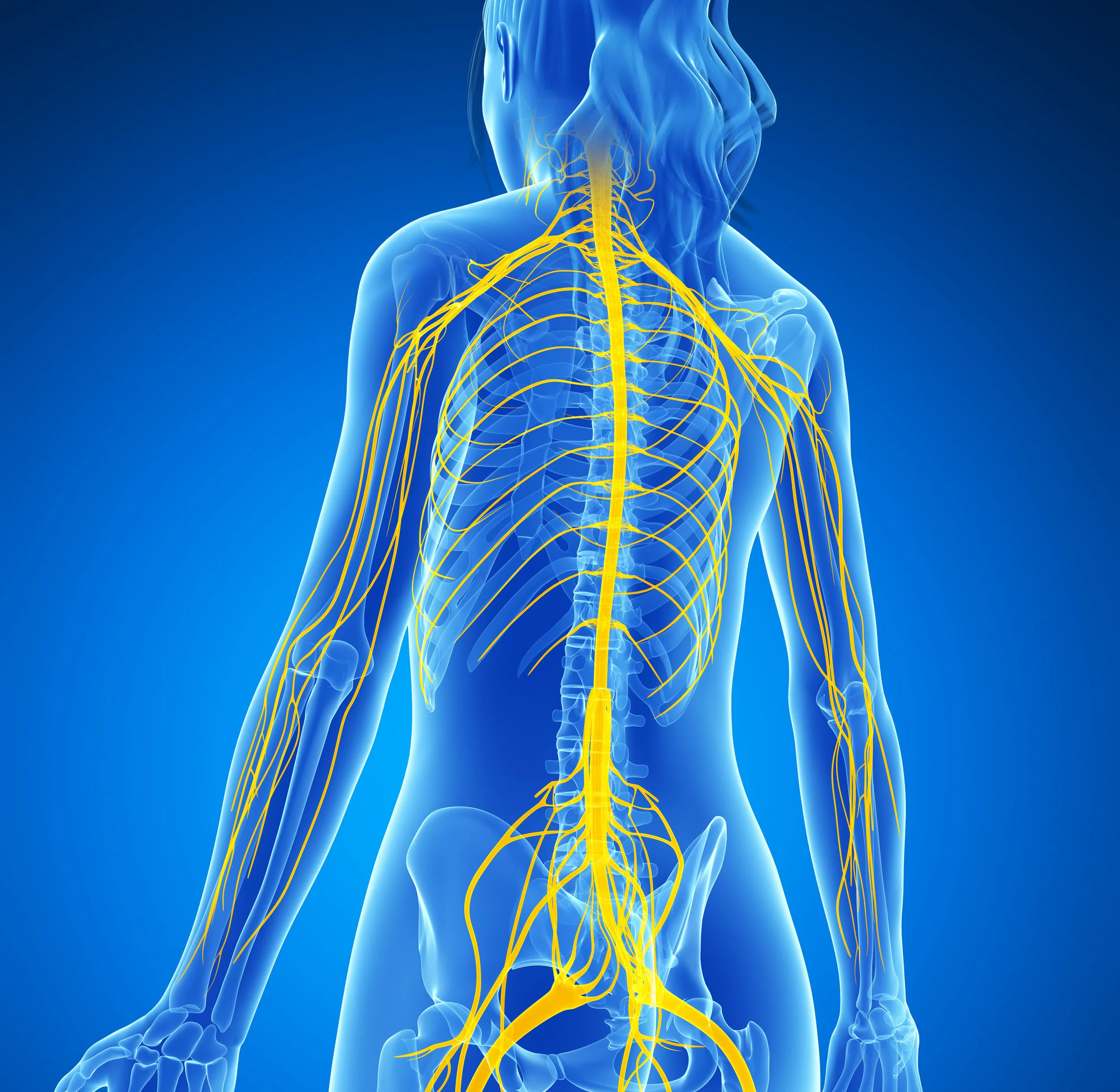 Spine and Nerves.jpg