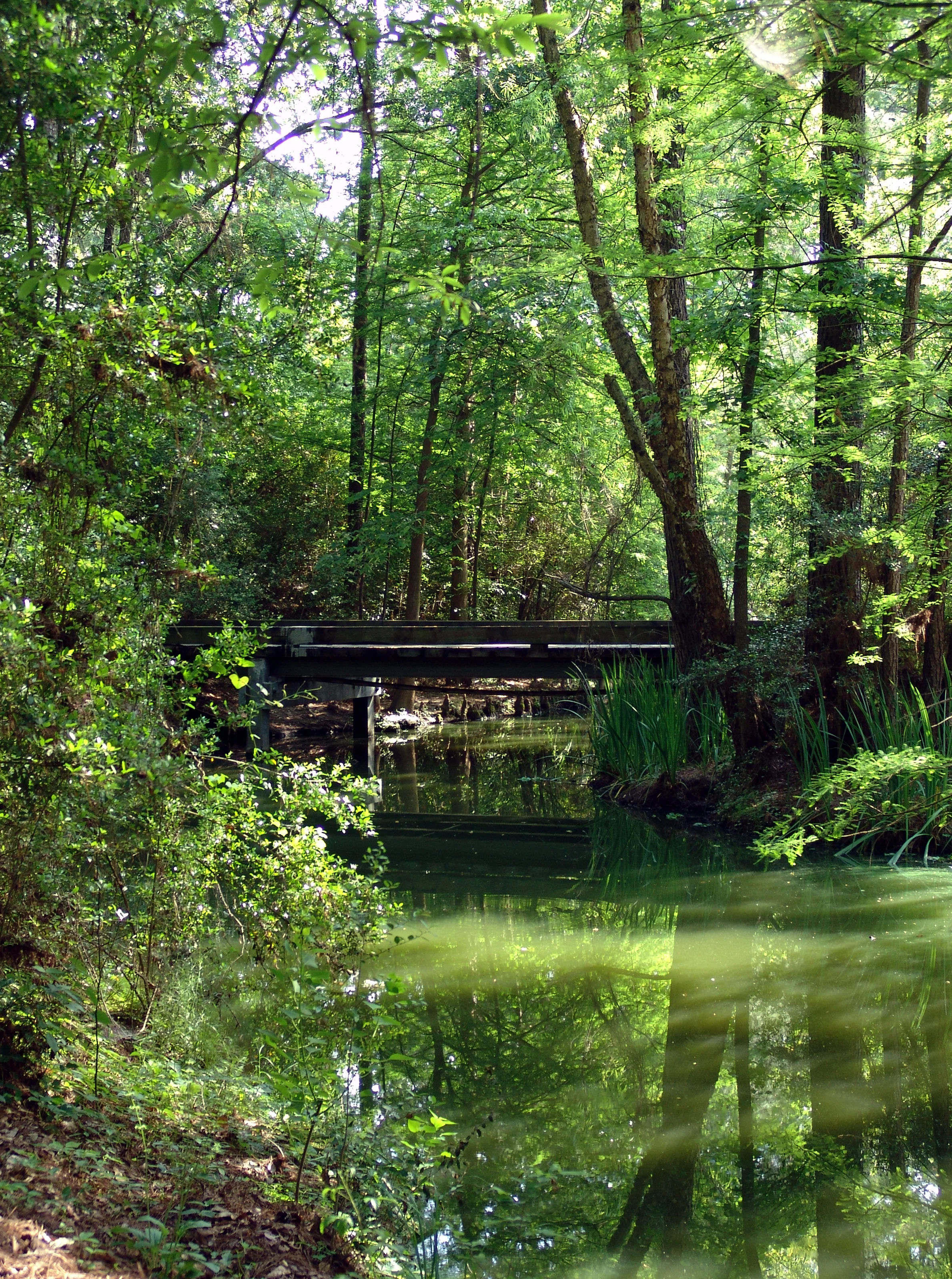 Forest_Bridge_in_The_Woodlands.jpg