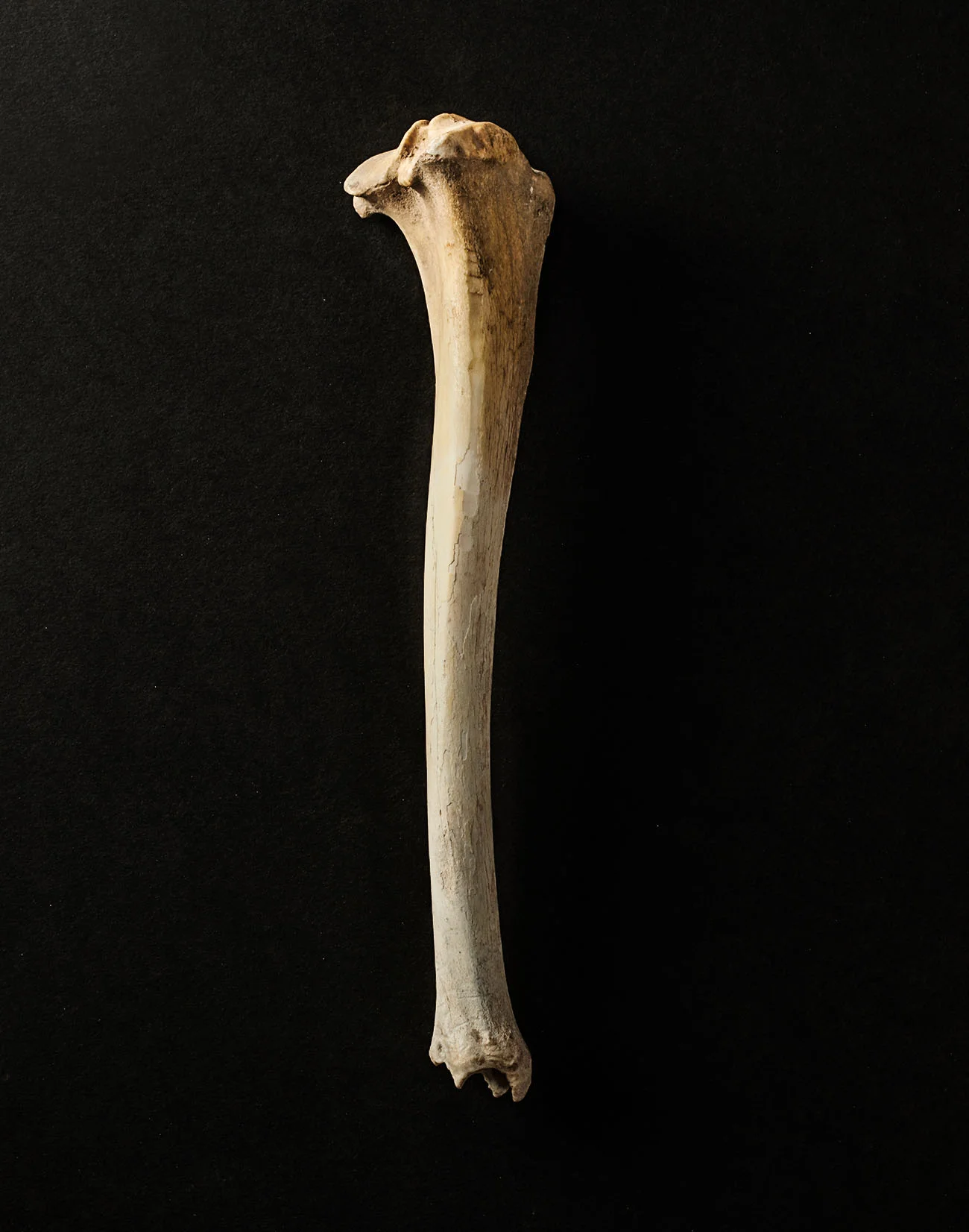 TS_Bone.jpg