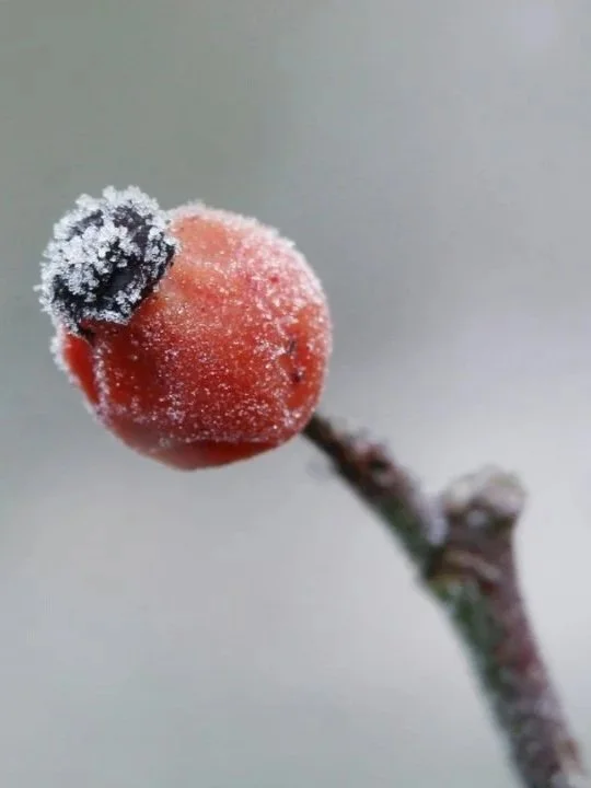 The Medicine of the Rose