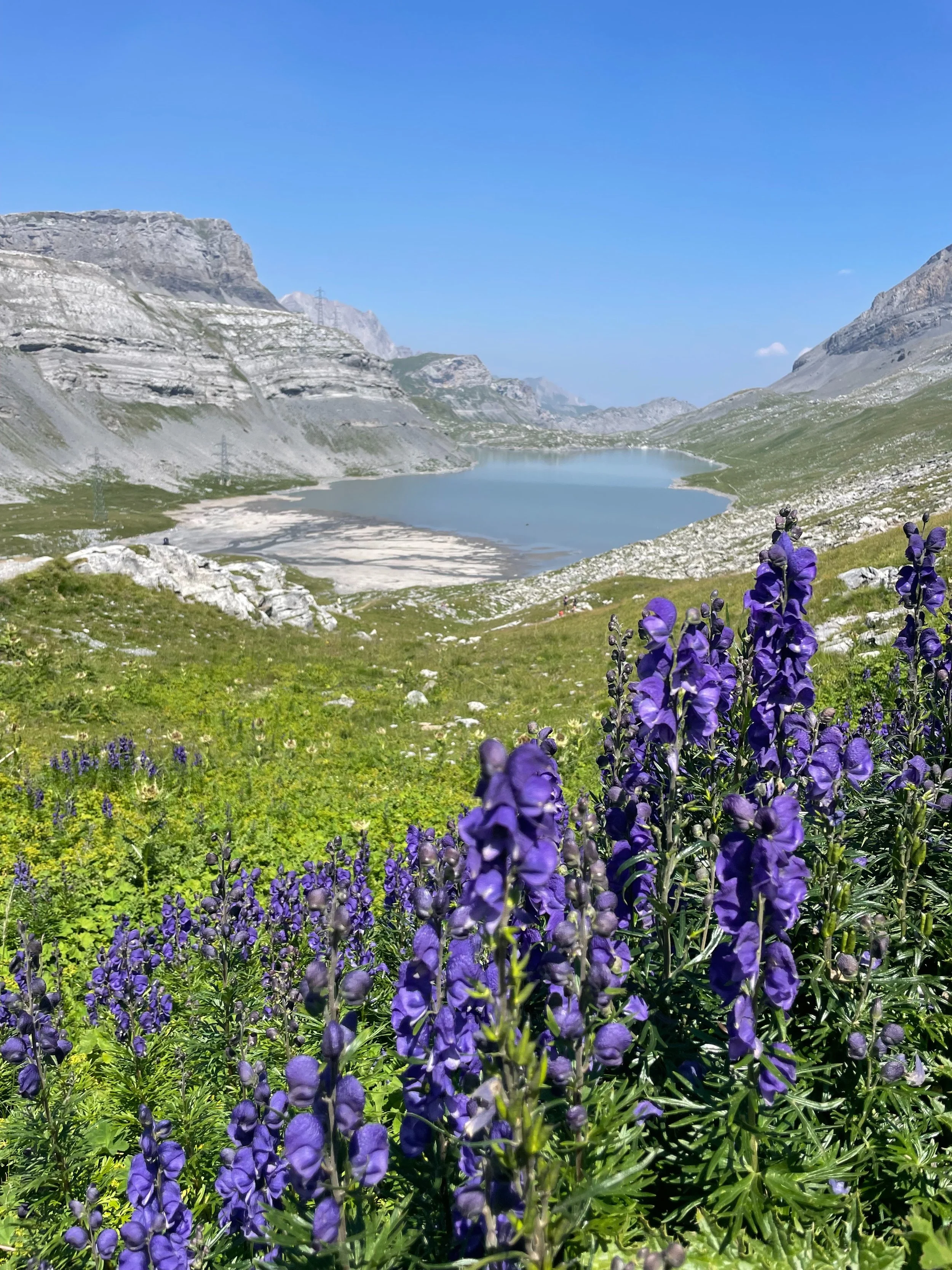 Witnessing Nature Galery 4.jpg