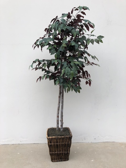 ficus.tree.jpg