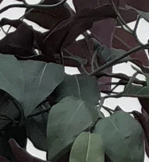ficus leaves.jpg