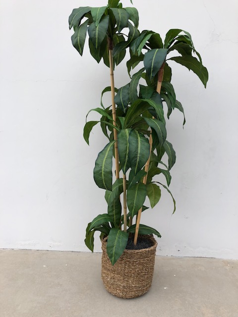 palm.4.jpg