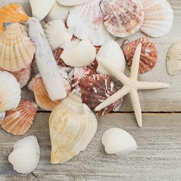 shells.jpg