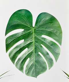 palm leaf.jpg
