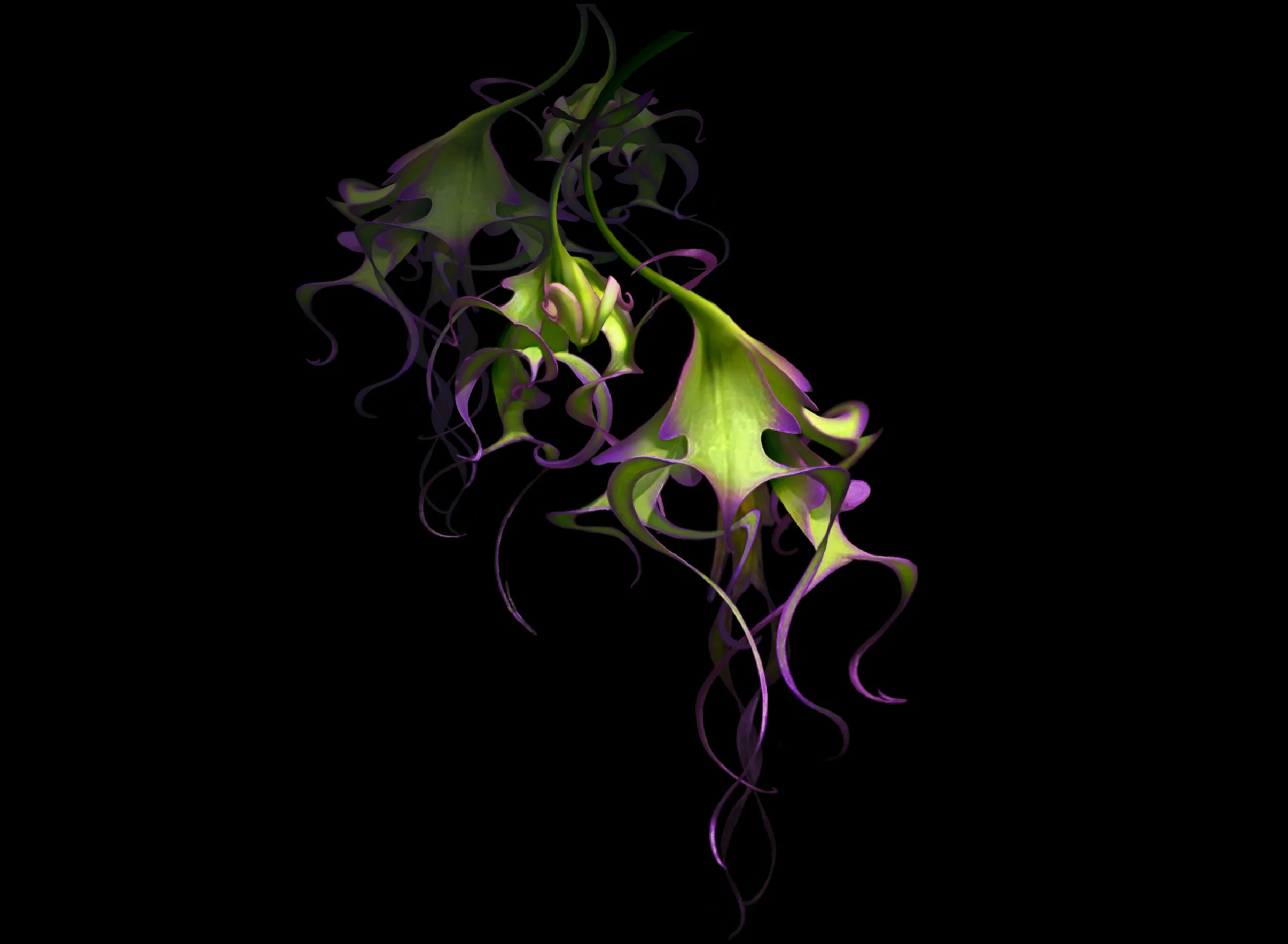 T-Botany A.jpg