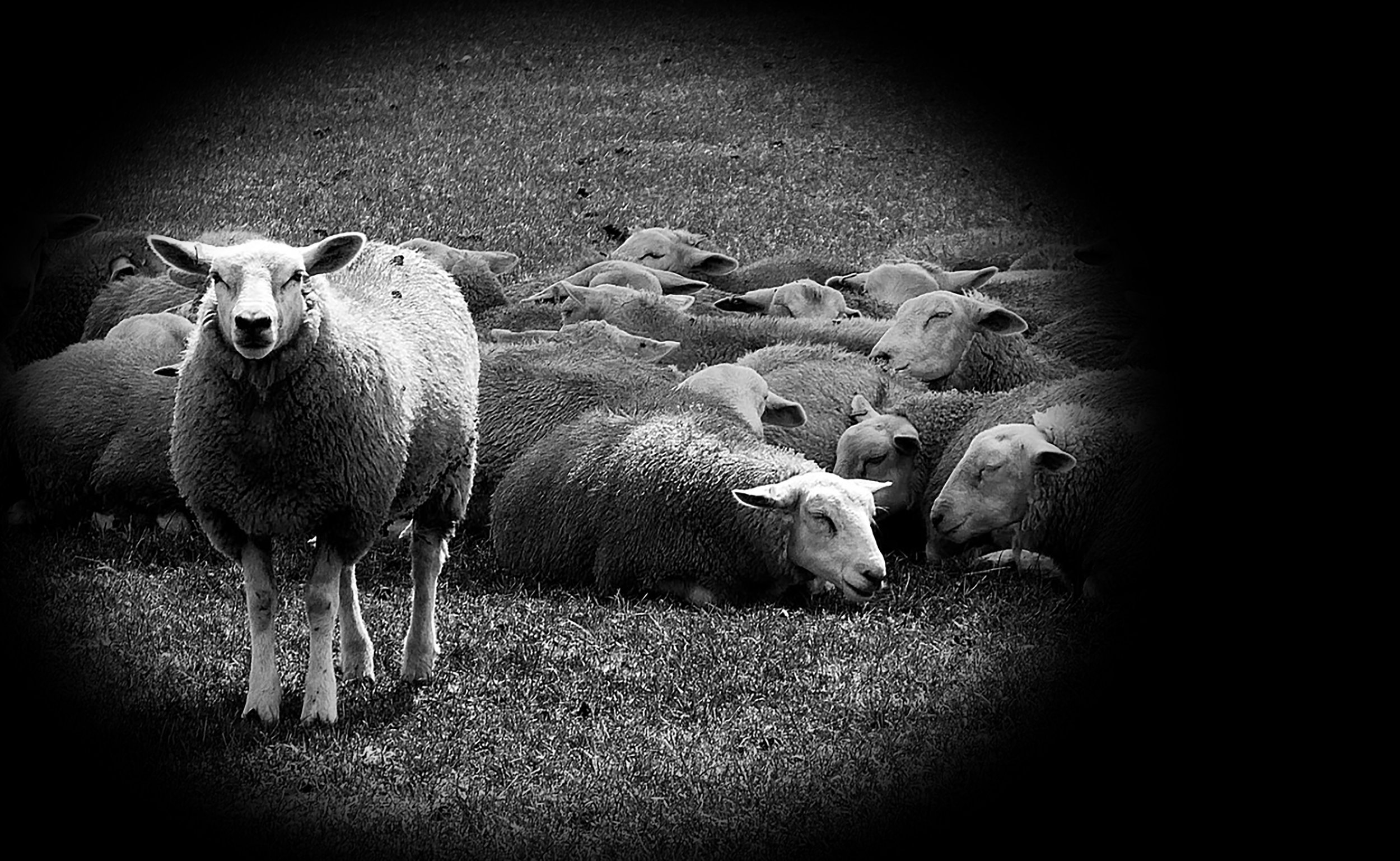 herd.jpg