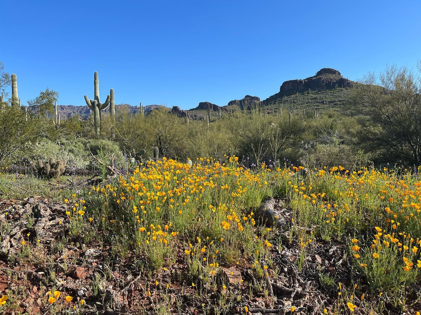 Our desert camping trip was so green thanks to all the rain we&rsquo;ve had!