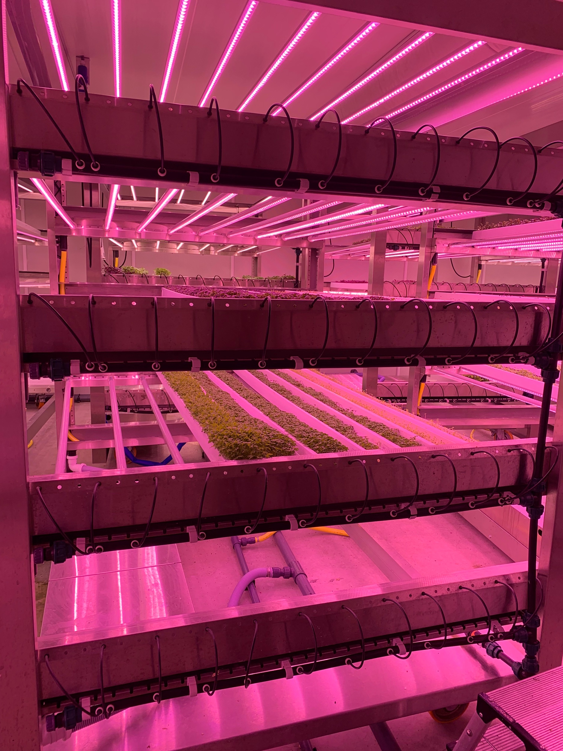Netherlands: Vertical farm producing micro-greens for restaurants across Amsterdam.
