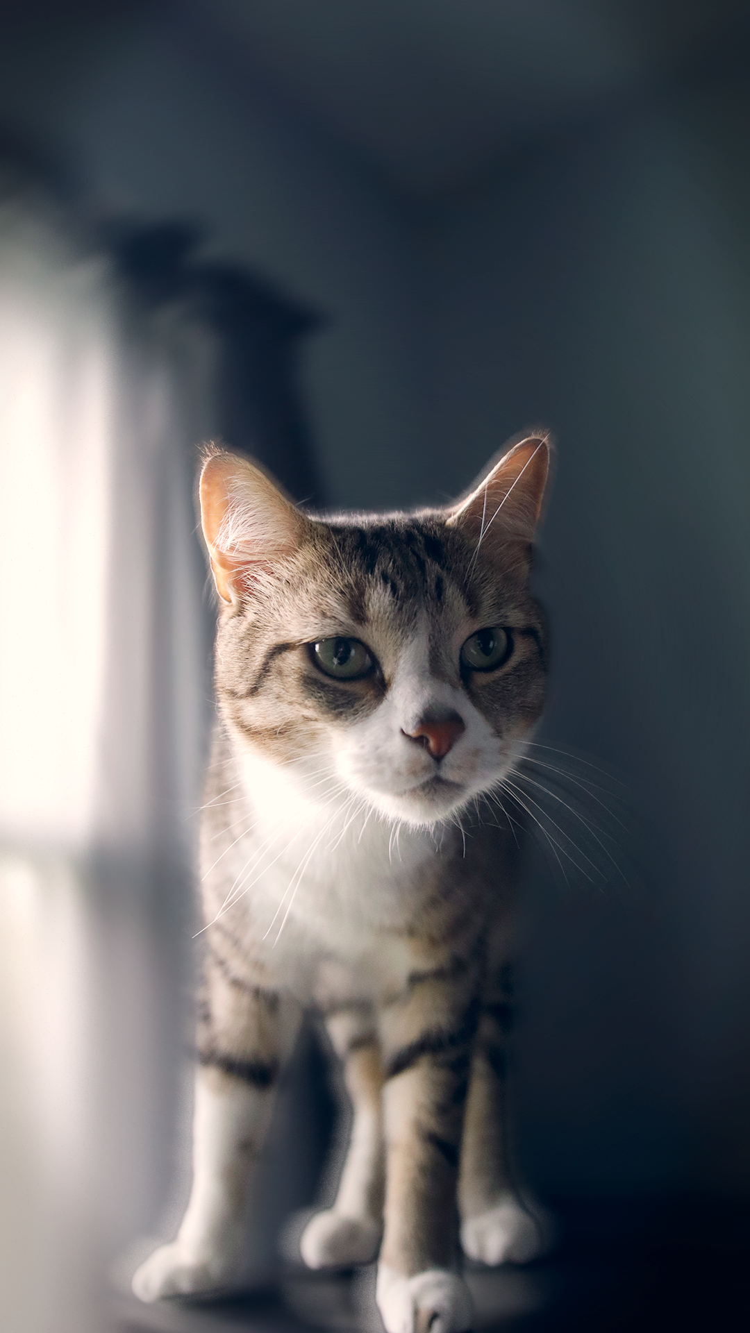 easter kitty 2.png