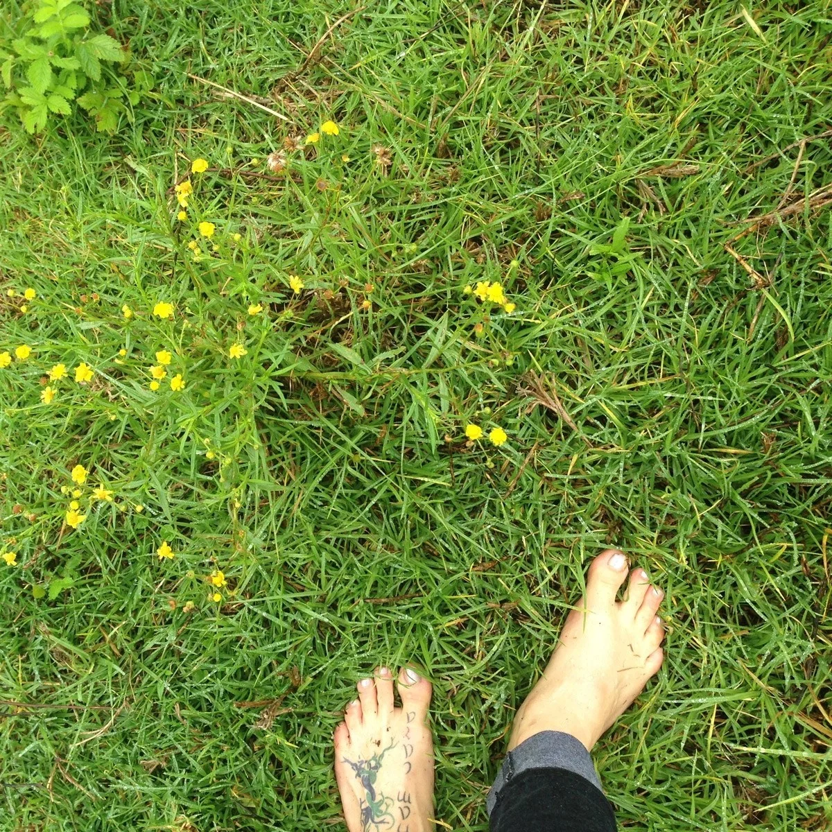 meadows2.jpg