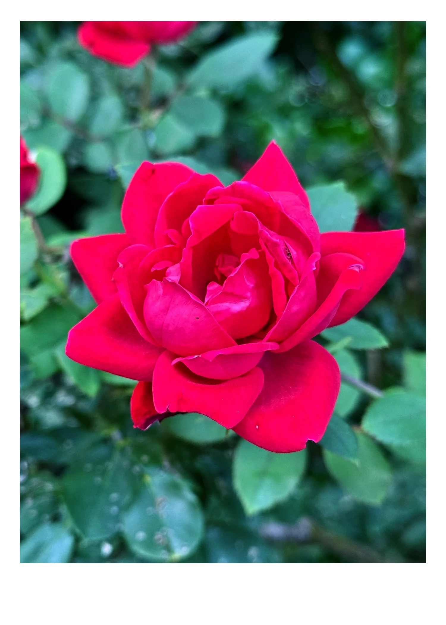 Rose.jpg