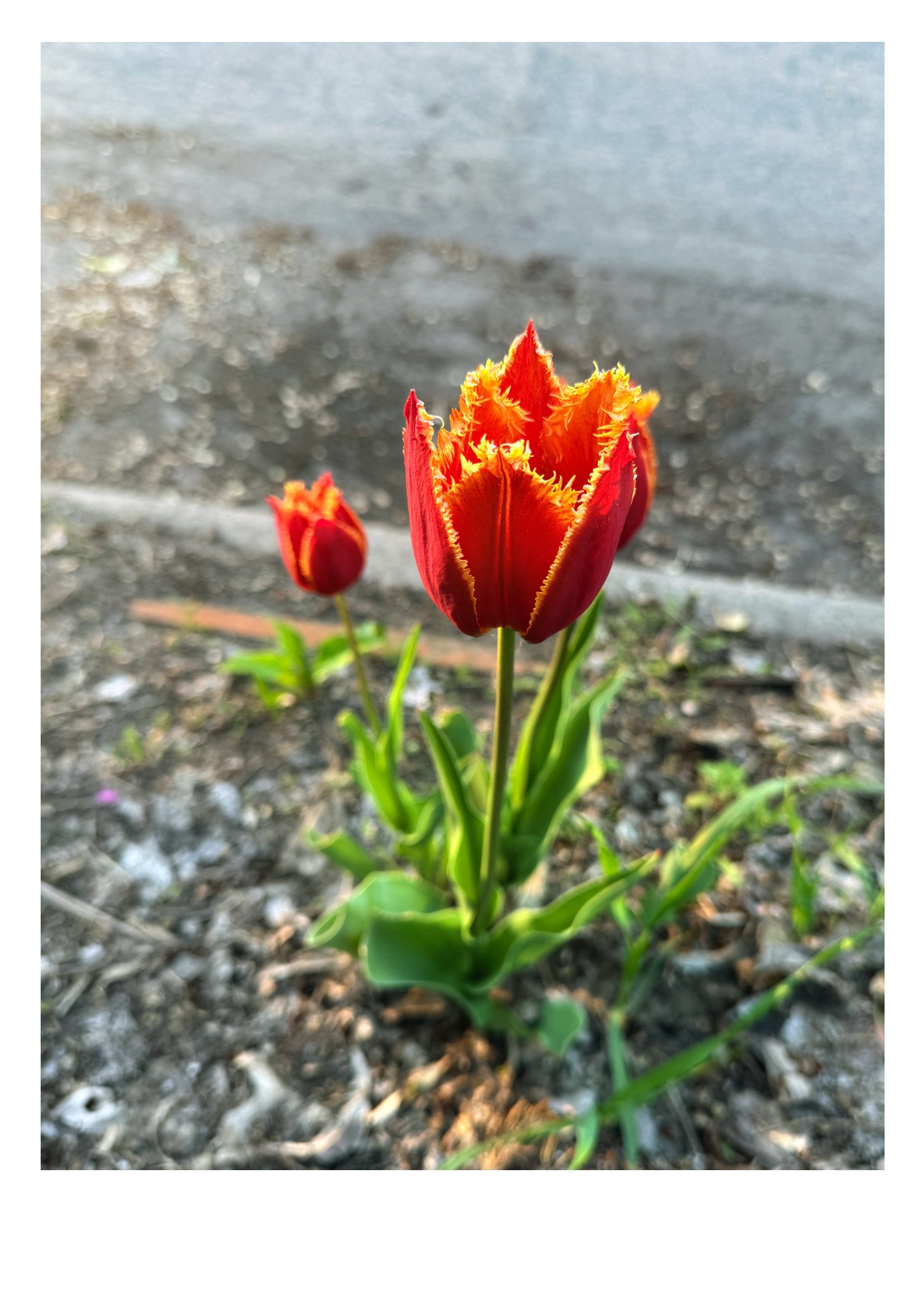 Tulip.jpg