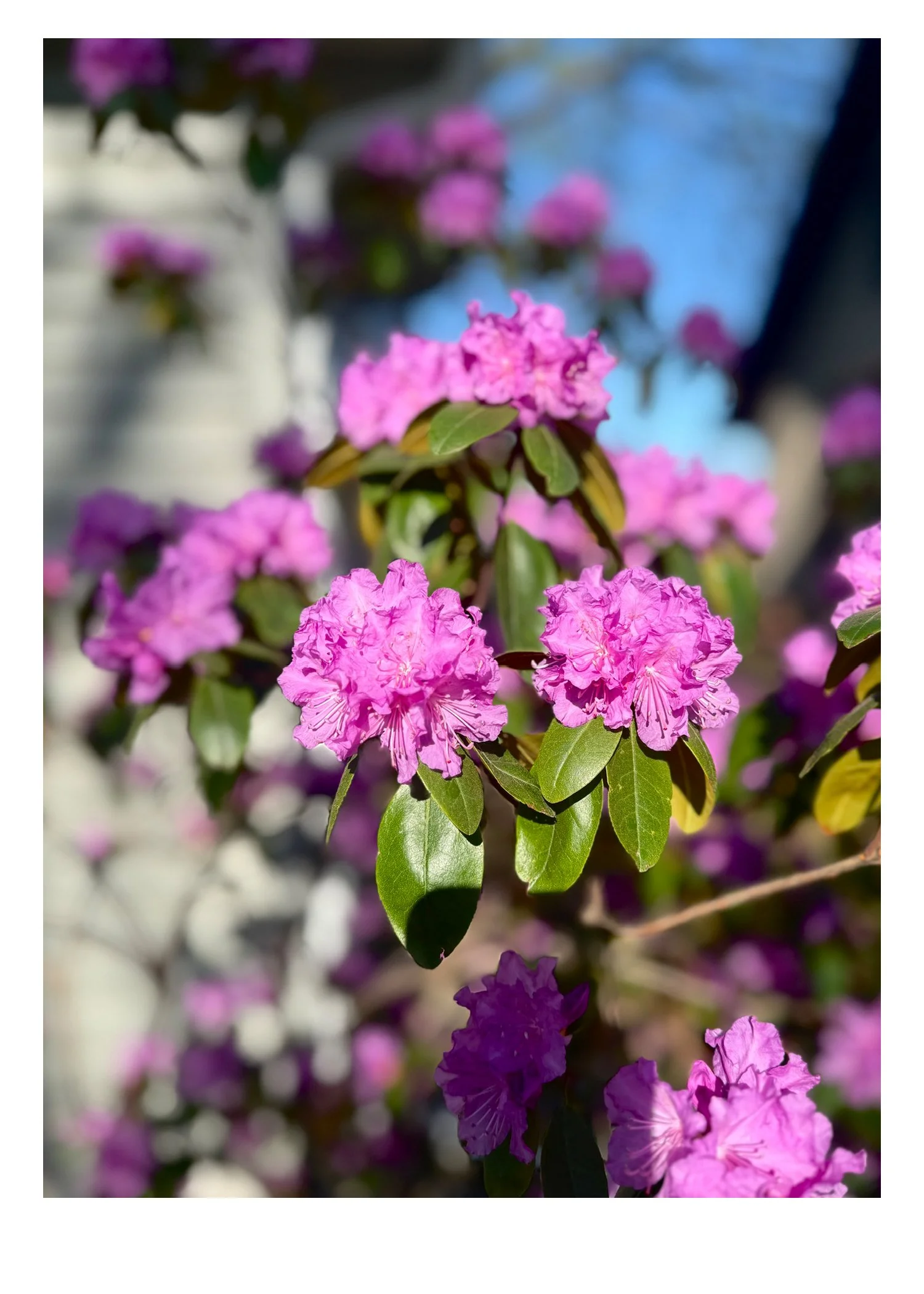 Rhododendron.jpg