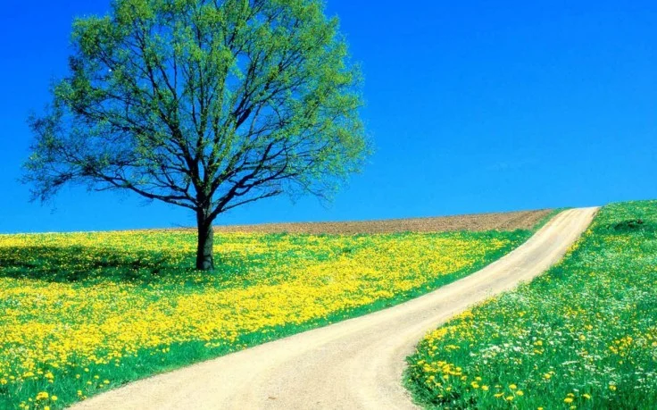 nature-backgrounds-hd-wallpapers-mother-nature-windows-flower-images-beautiful-green-high-resolution-natural-images-1237x987-736x459.jpg