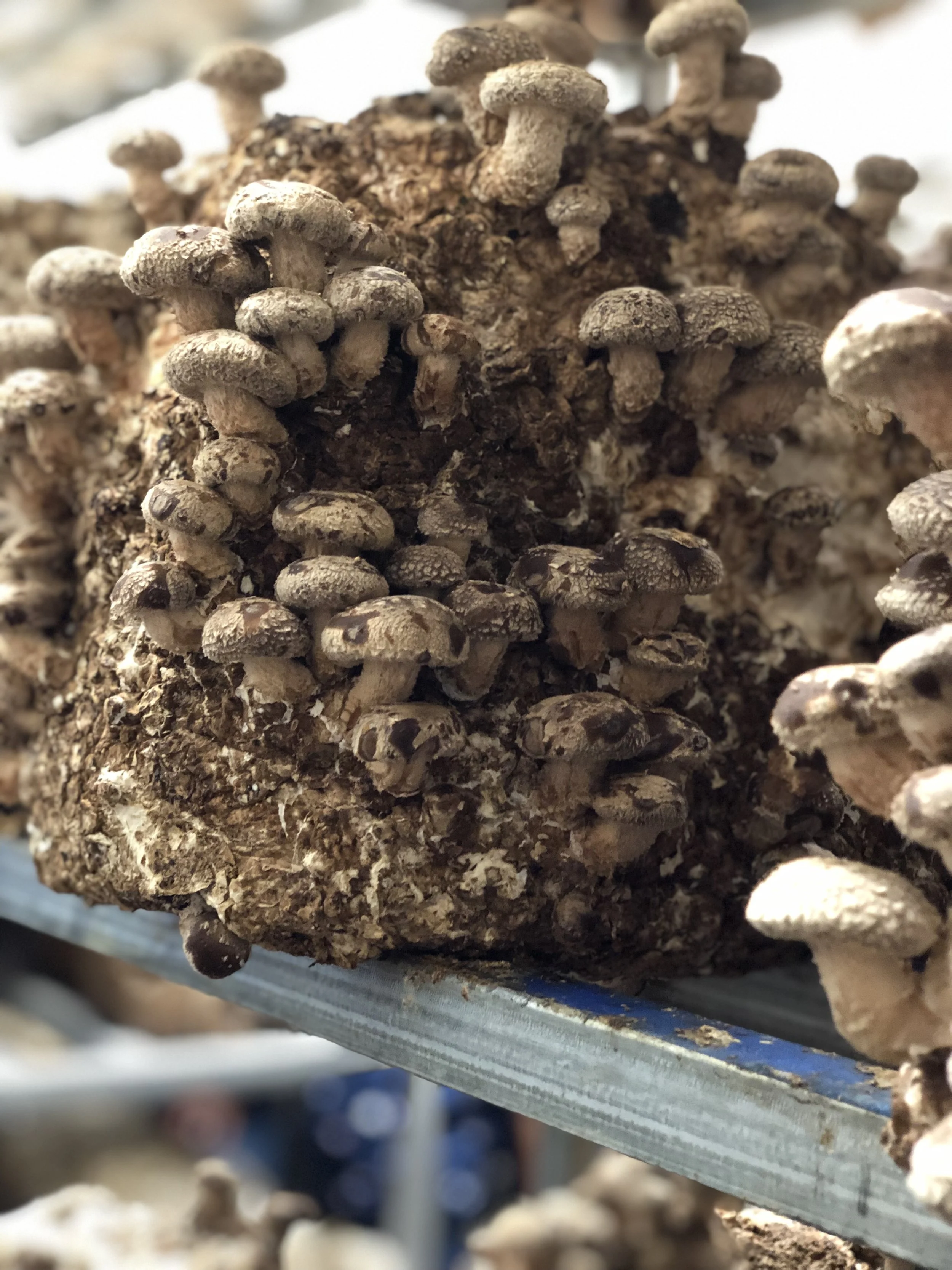 Mushroom block