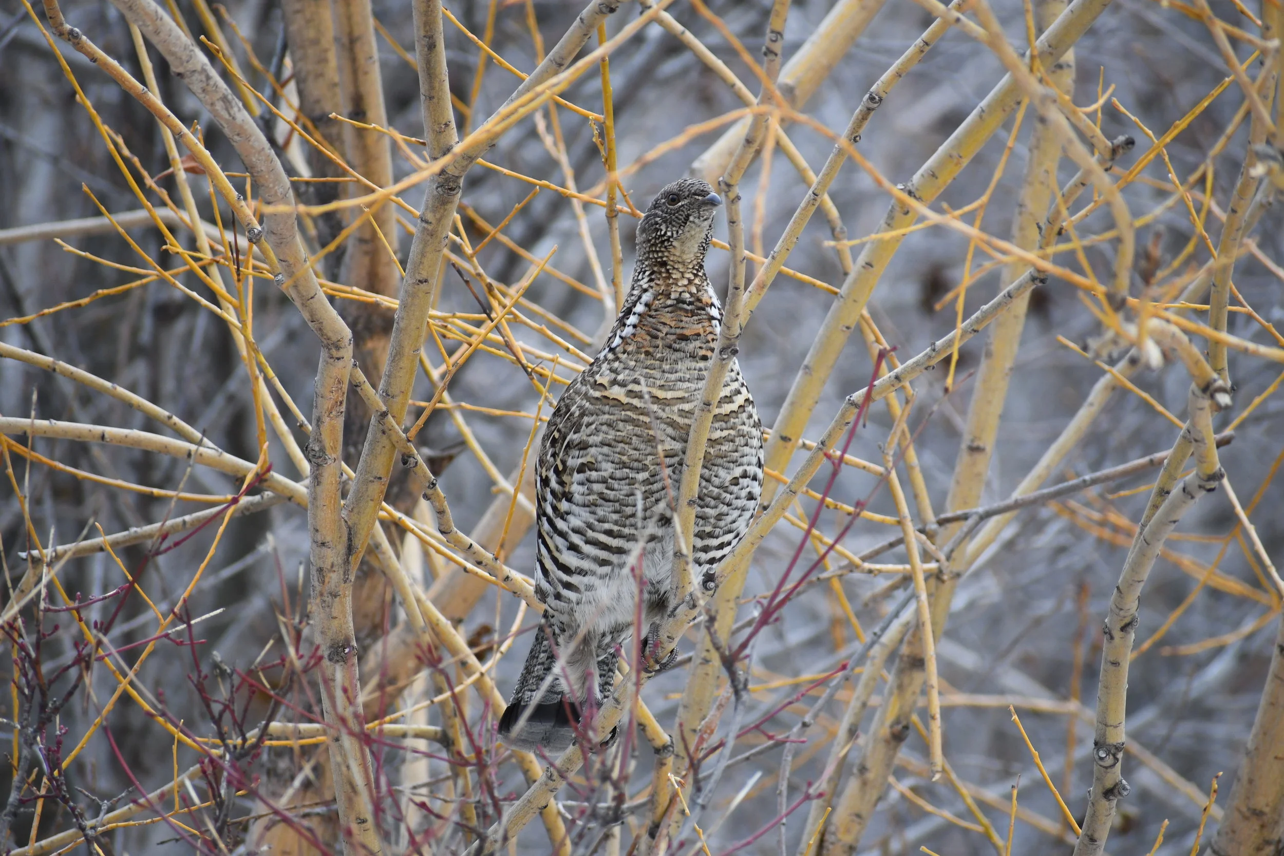 Grouse near Bozeman