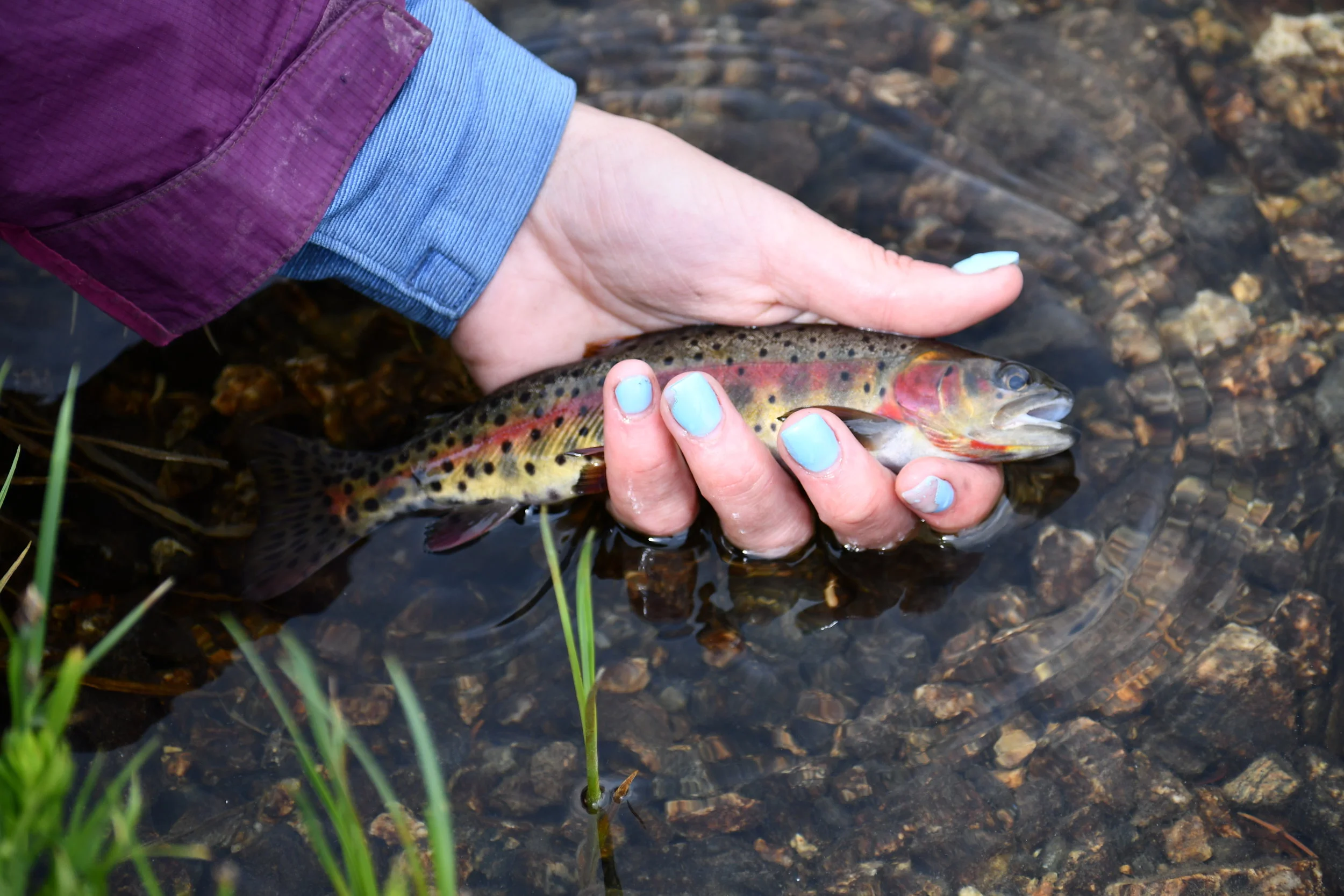 Brown Trout; Coney flats, CO