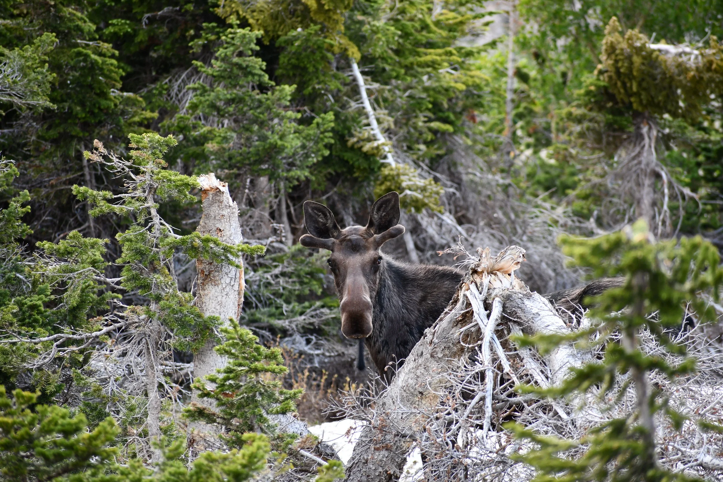 Bull Moose, CO