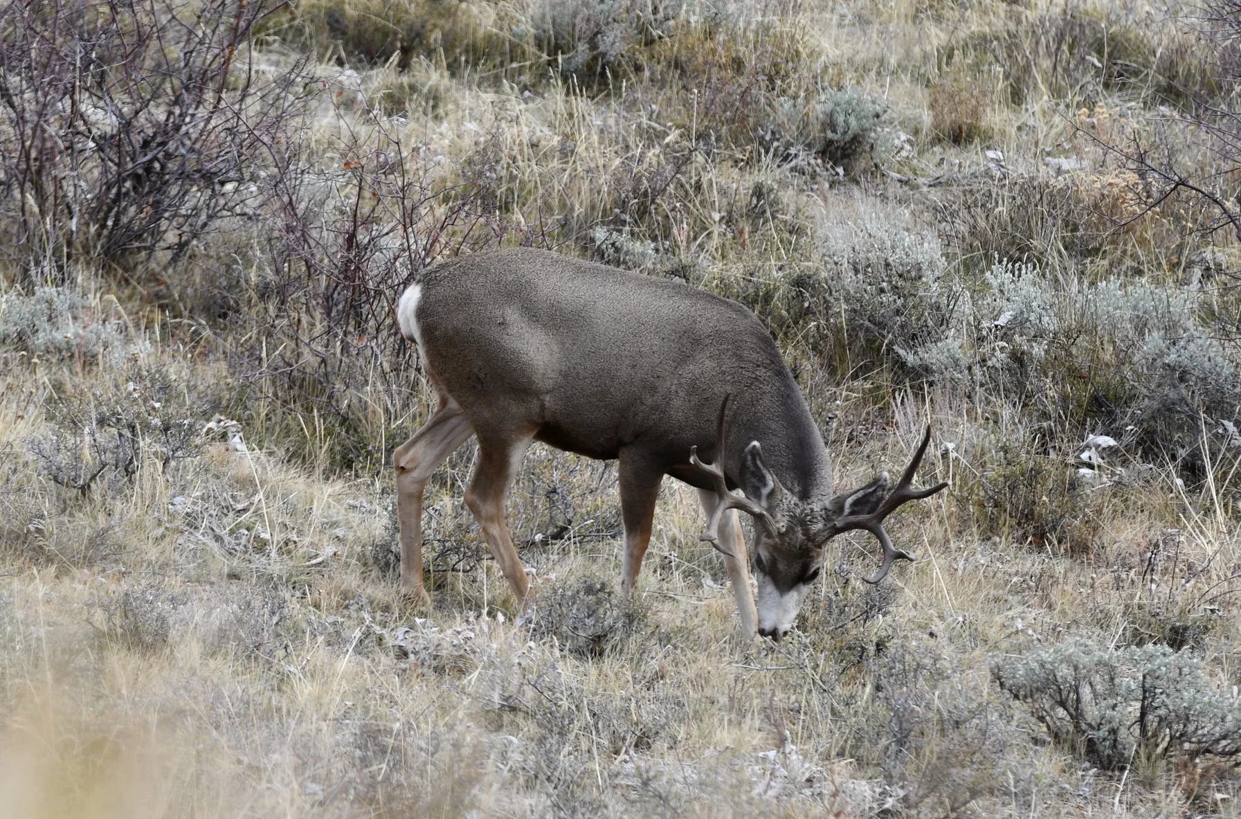 The King of Kremmling 