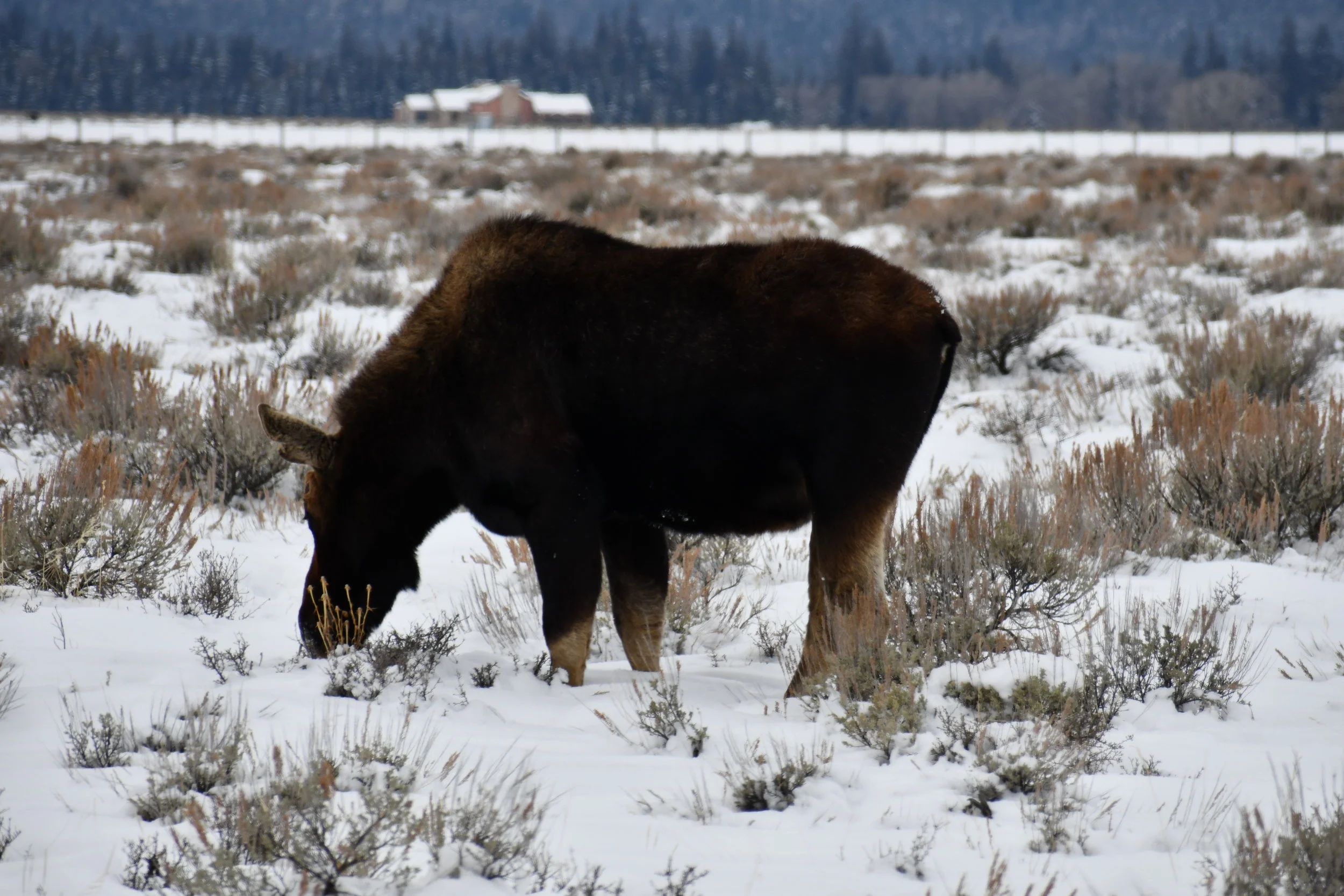 DSC_2090.JPG