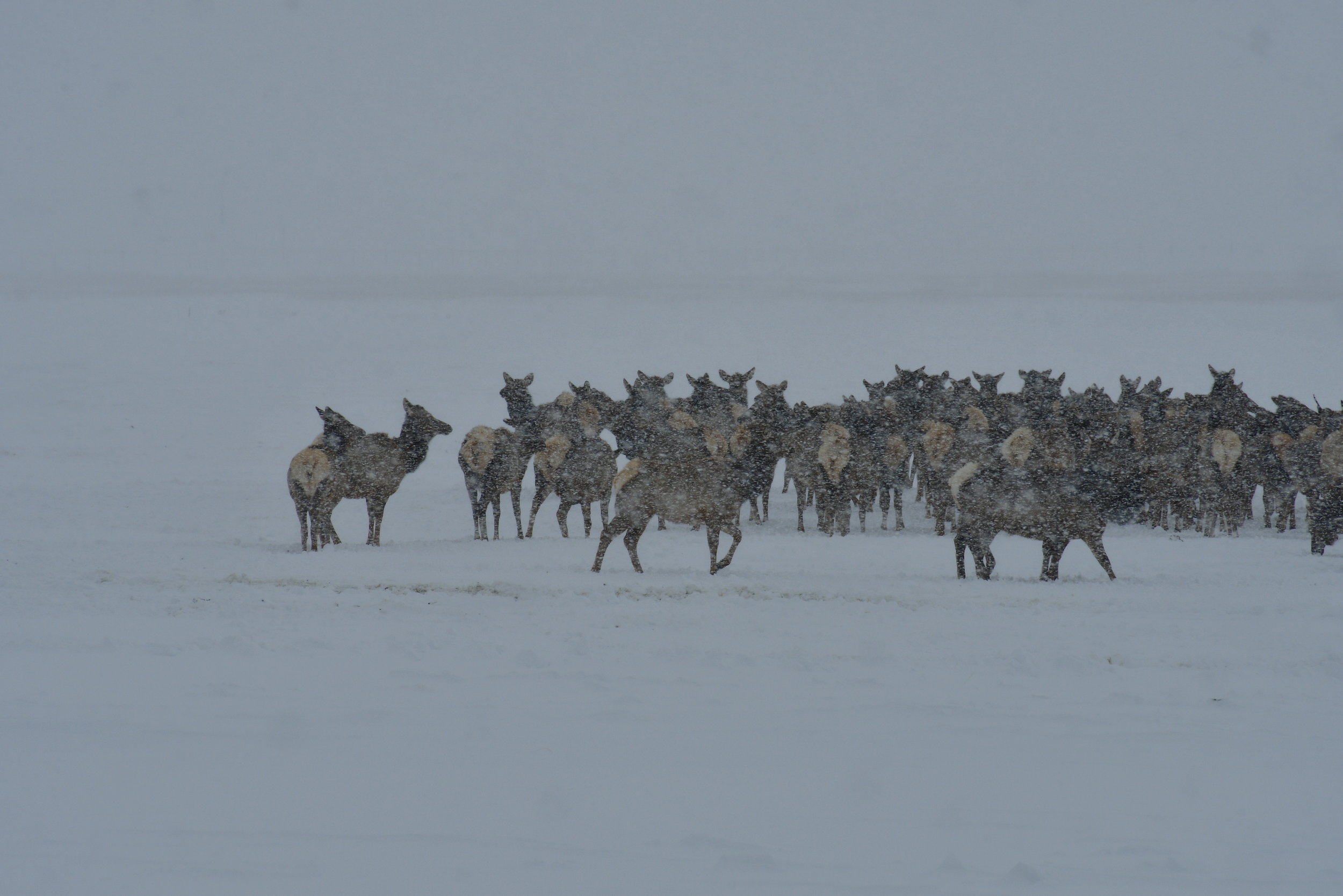 Leading the herd through the storm 