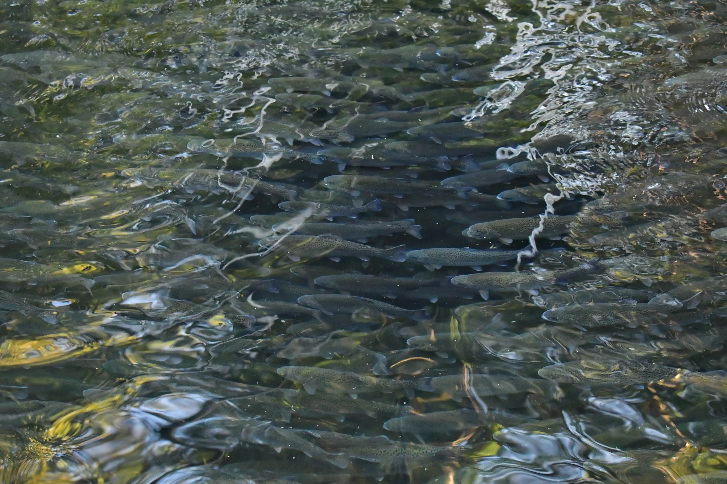 Rainbow Trout Hatchery