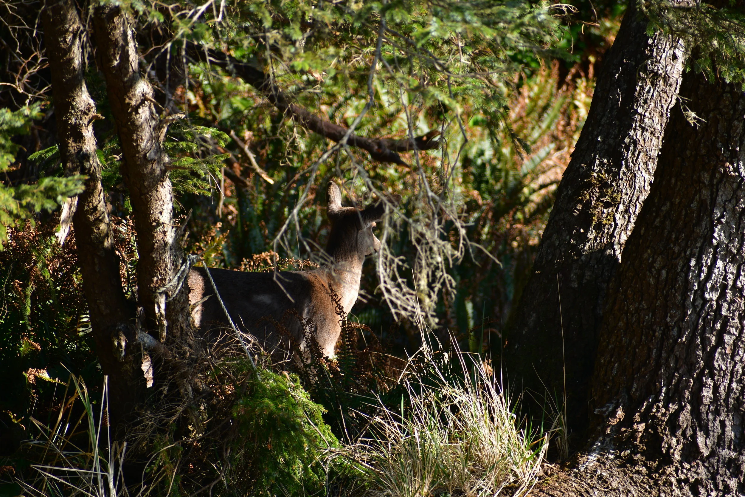 DSC_4775.JPG