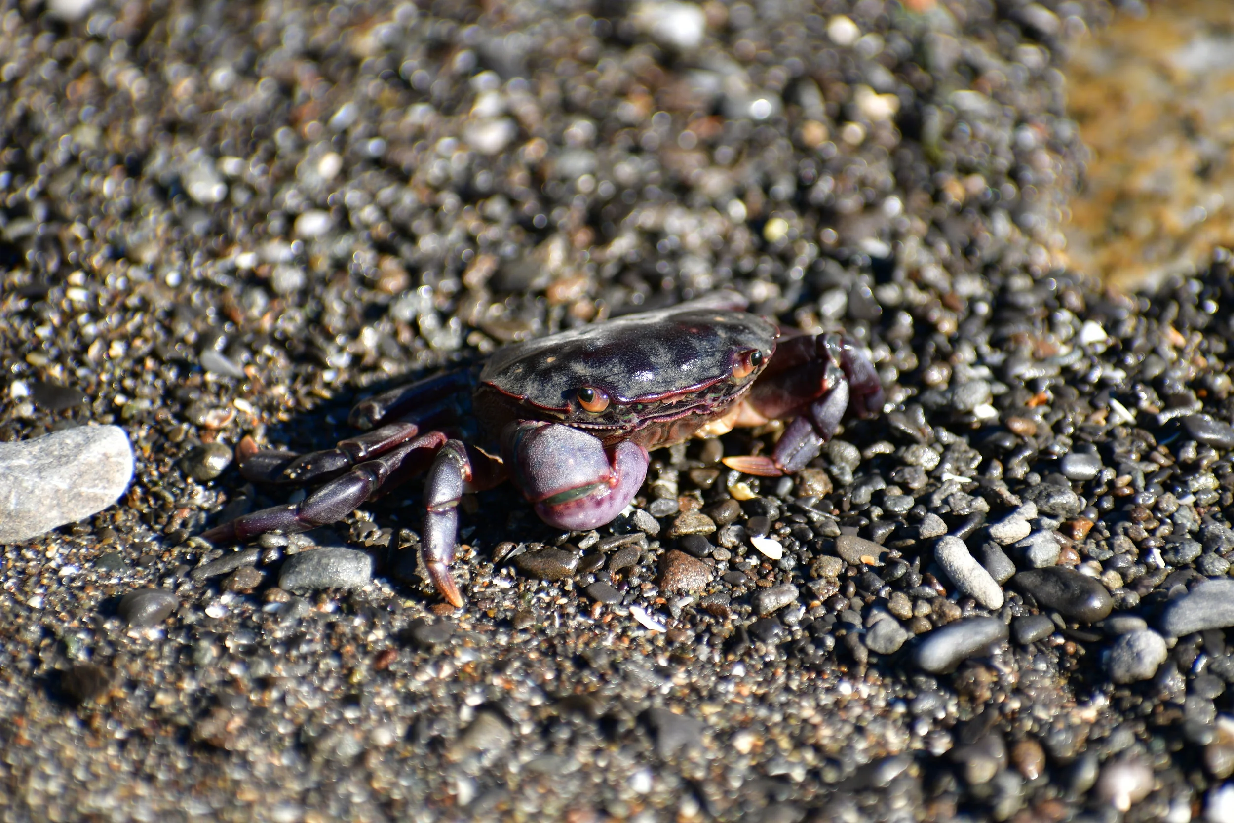  A very patient and photogenic crab along the Washington coast