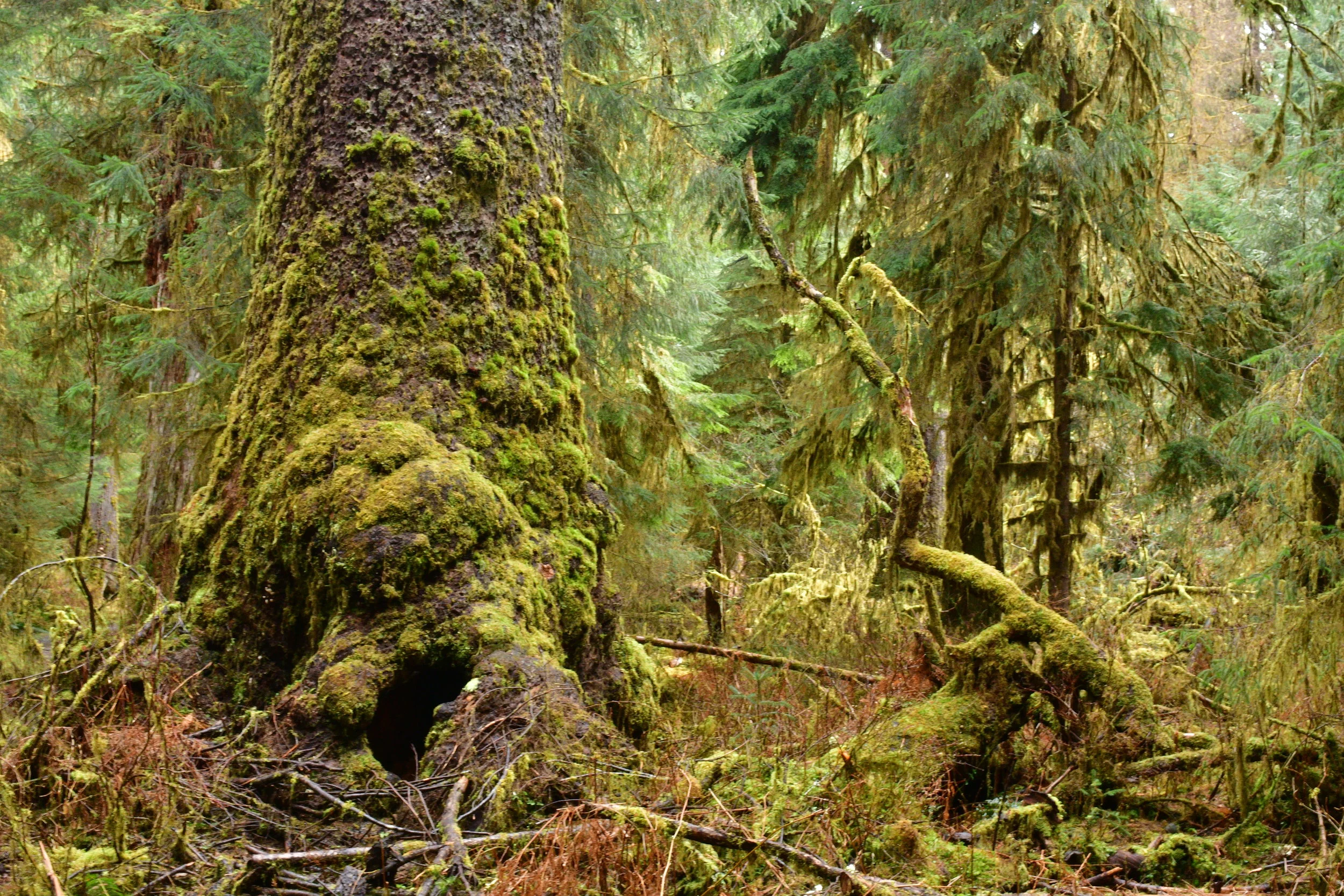 Old Growth Comparison 