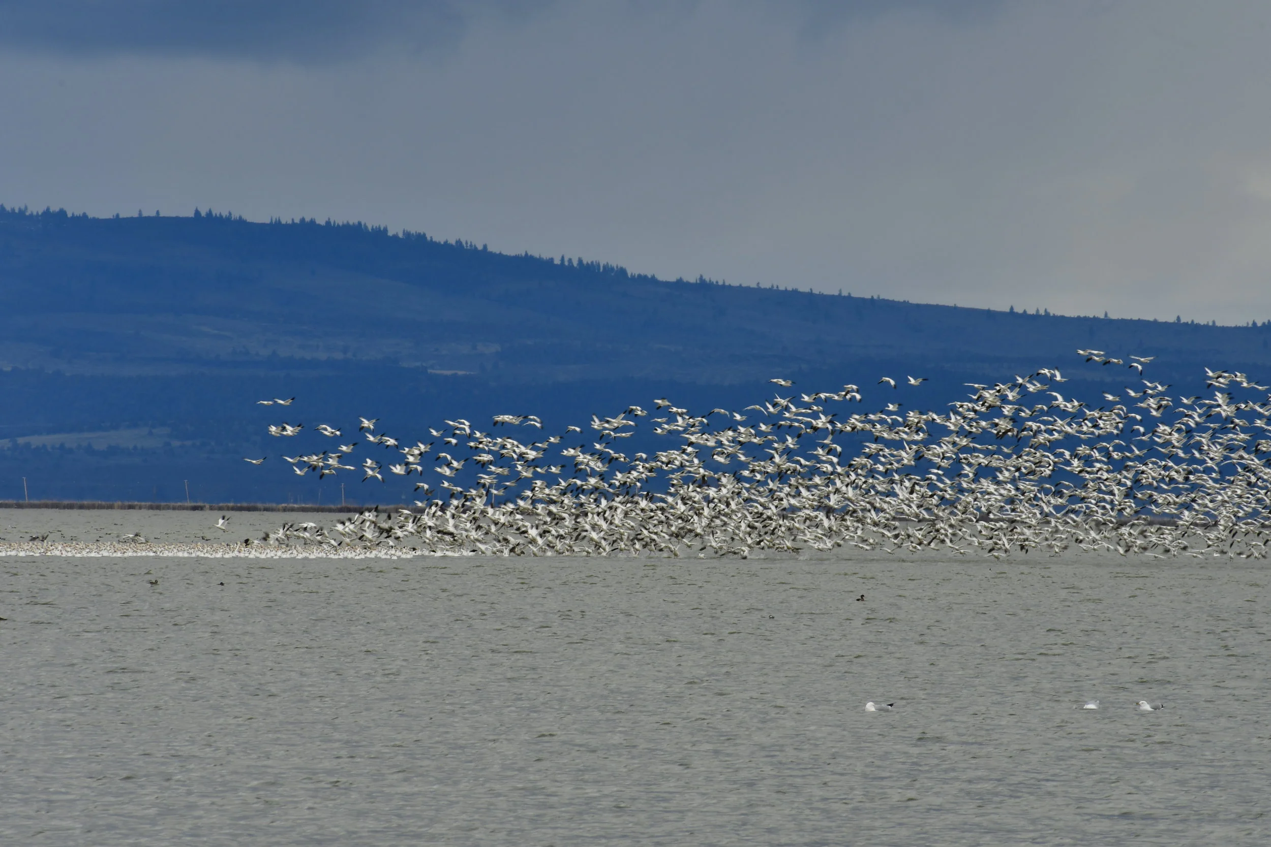 North American Snow Goose Migration