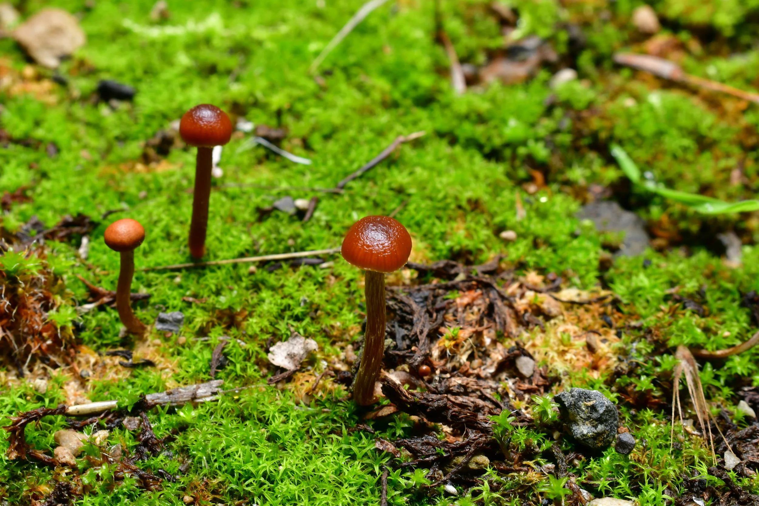 Tiny Cave Mushroom