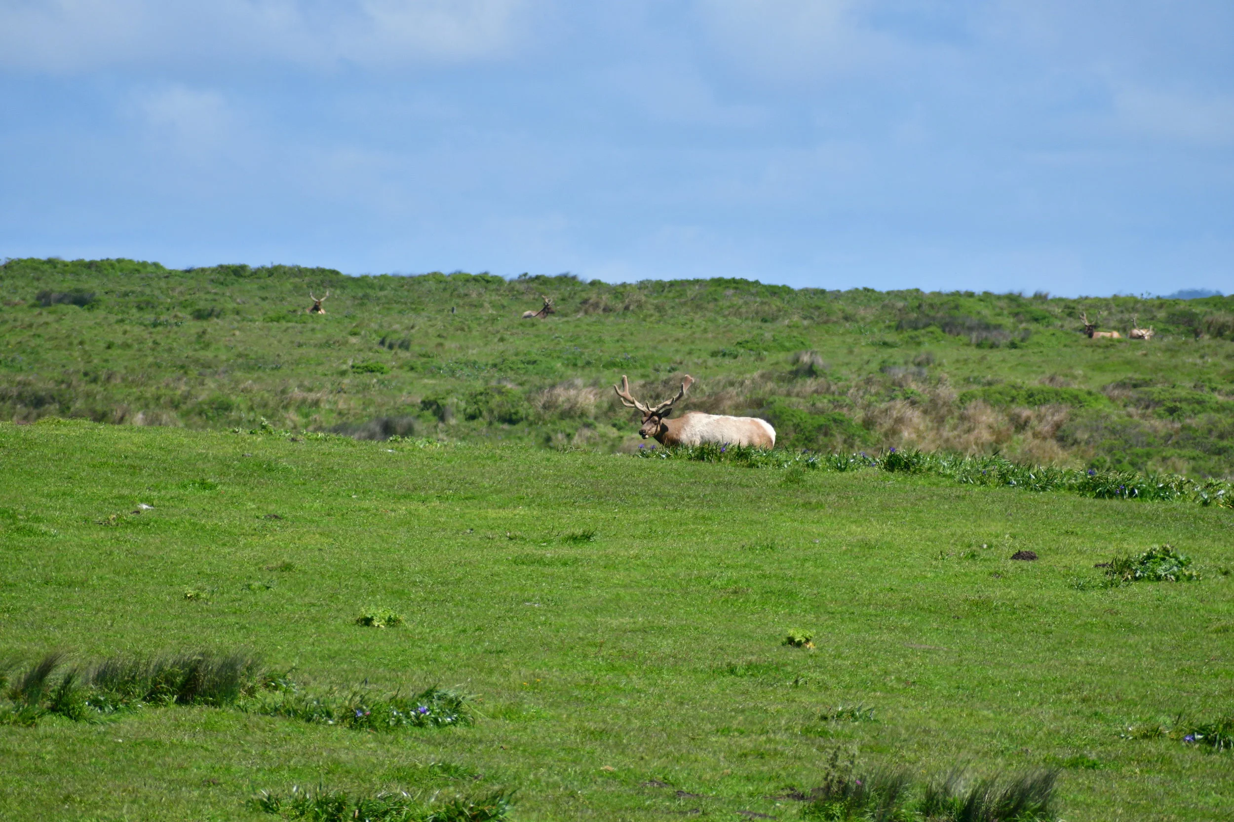 Roosevelt Elk in Velvet (look closely to see the giants in the background)