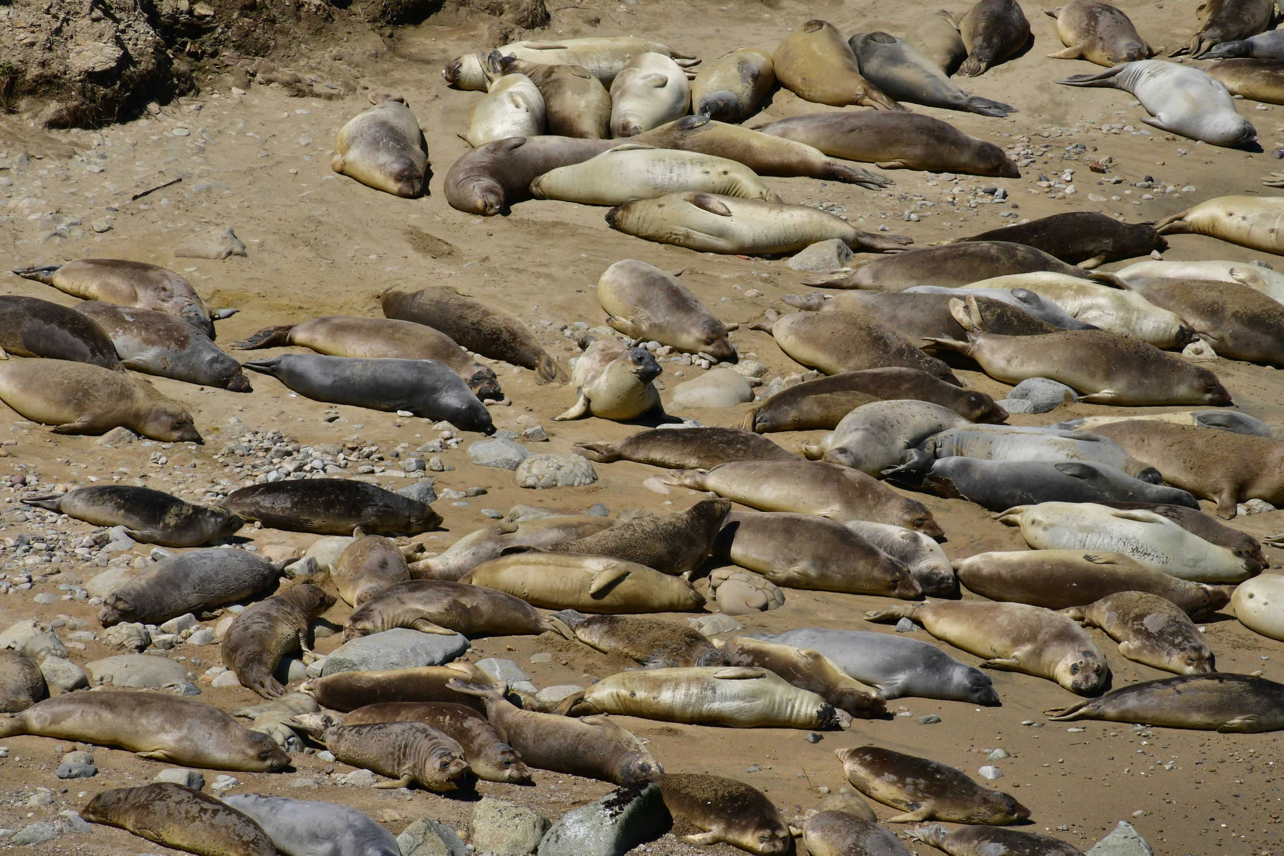 Elephant Seal Pups