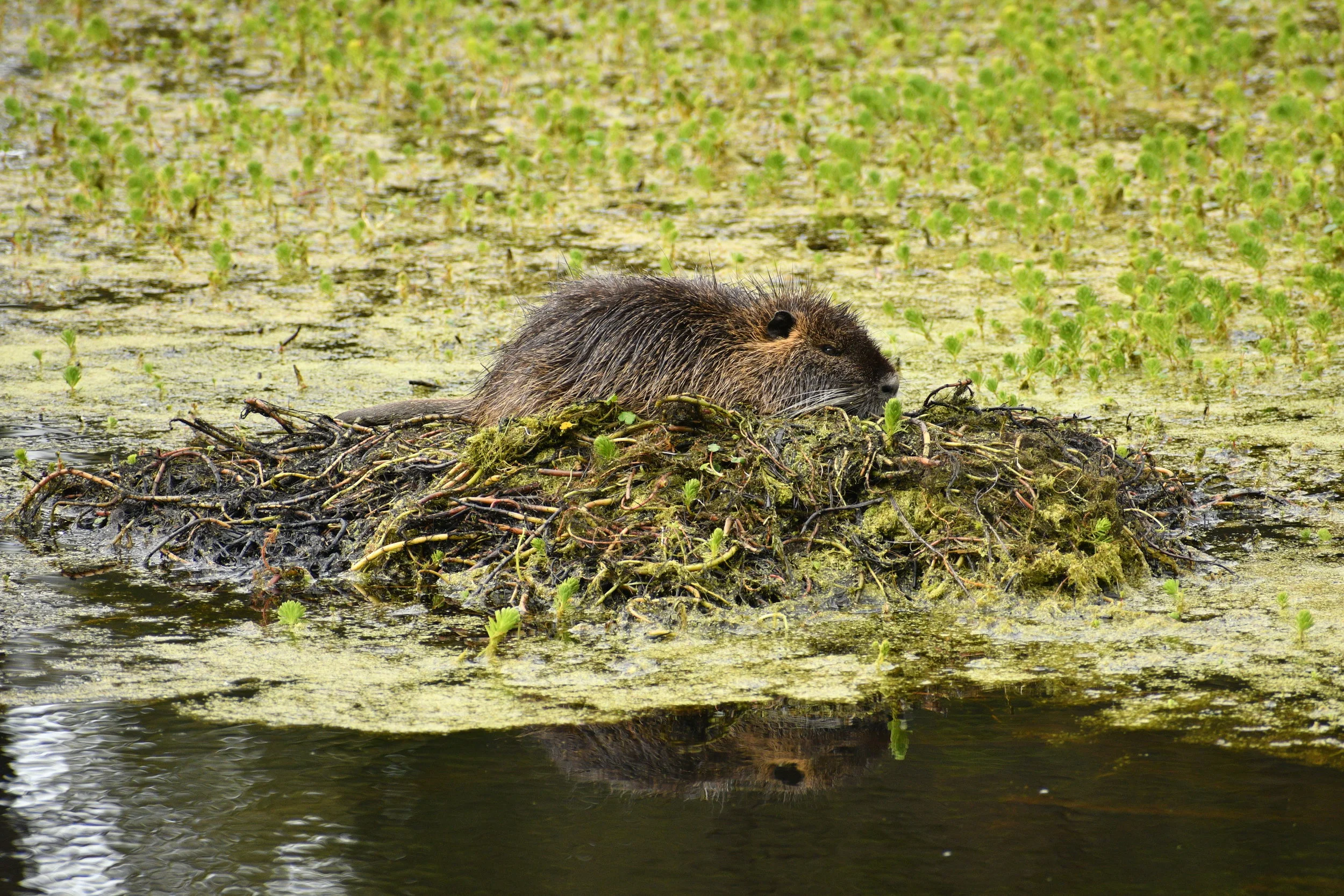 Canadian Nutria 