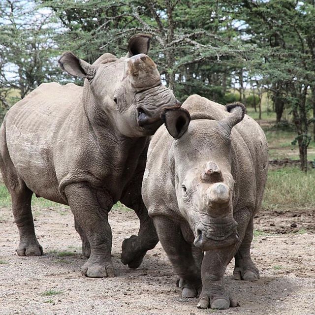 We are THRILLED to have announced dates for our July 2019 Lemayian Trip to Kenya! 
What&rsquo;s new: We&rsquo;re adding a visit to Ol Pejeta, a conservancy and sanctuary smack-dab on the equator. They host the largest population of black rhino in Eas