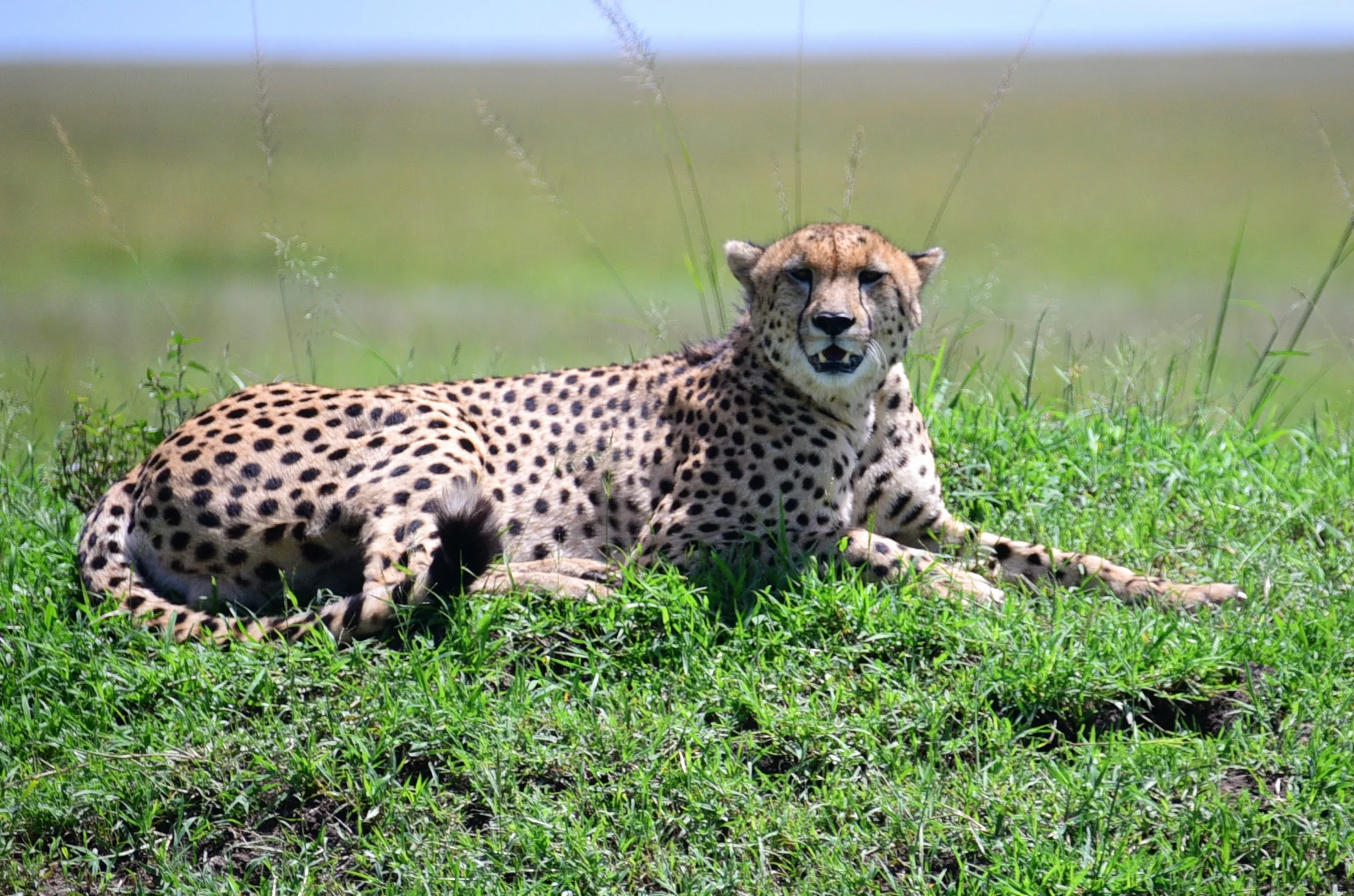 Safari (20).jpg
