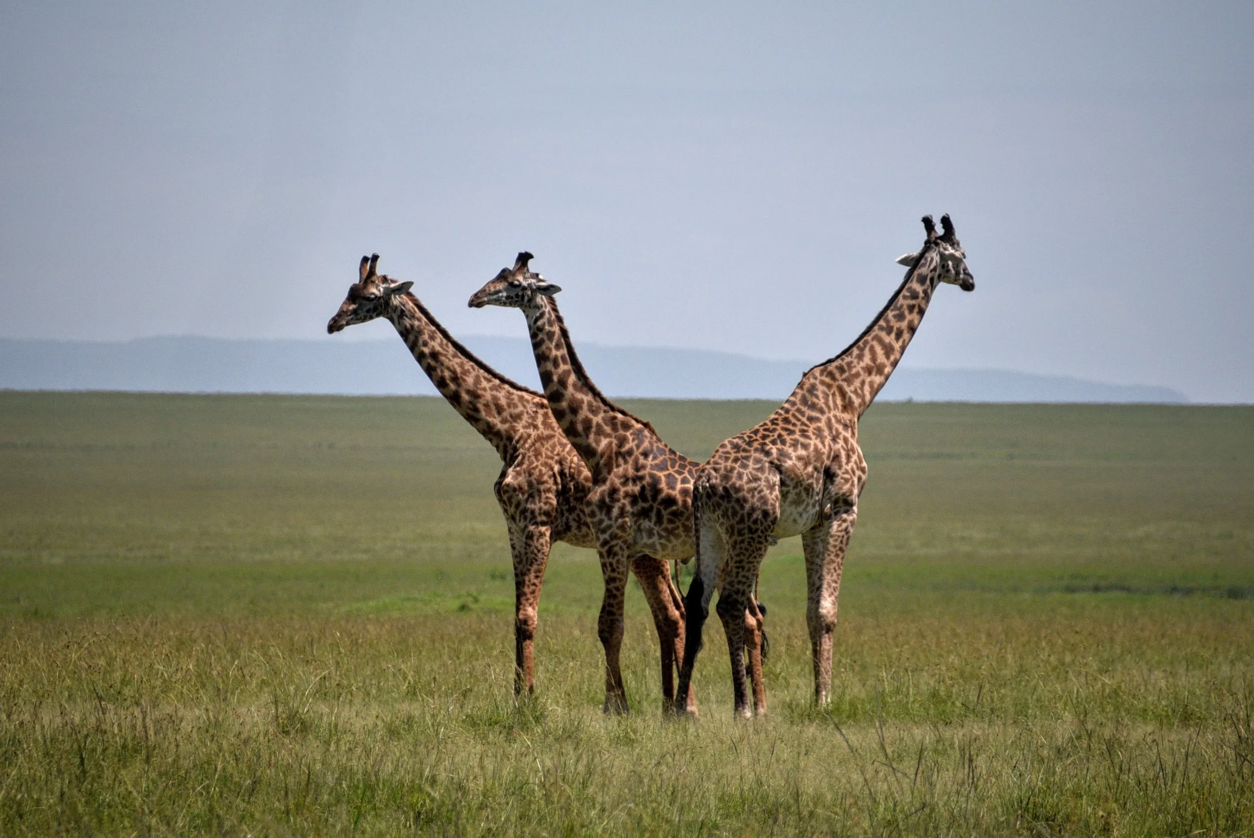 Safari (29).jpg