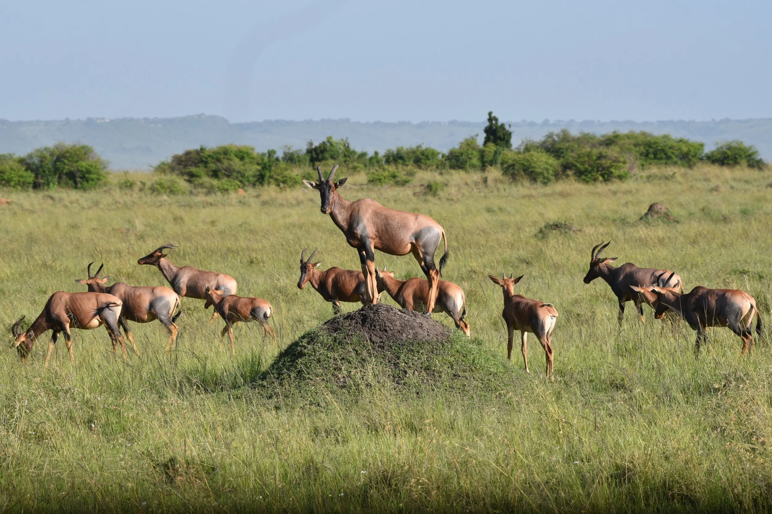 Safari (173).jpg