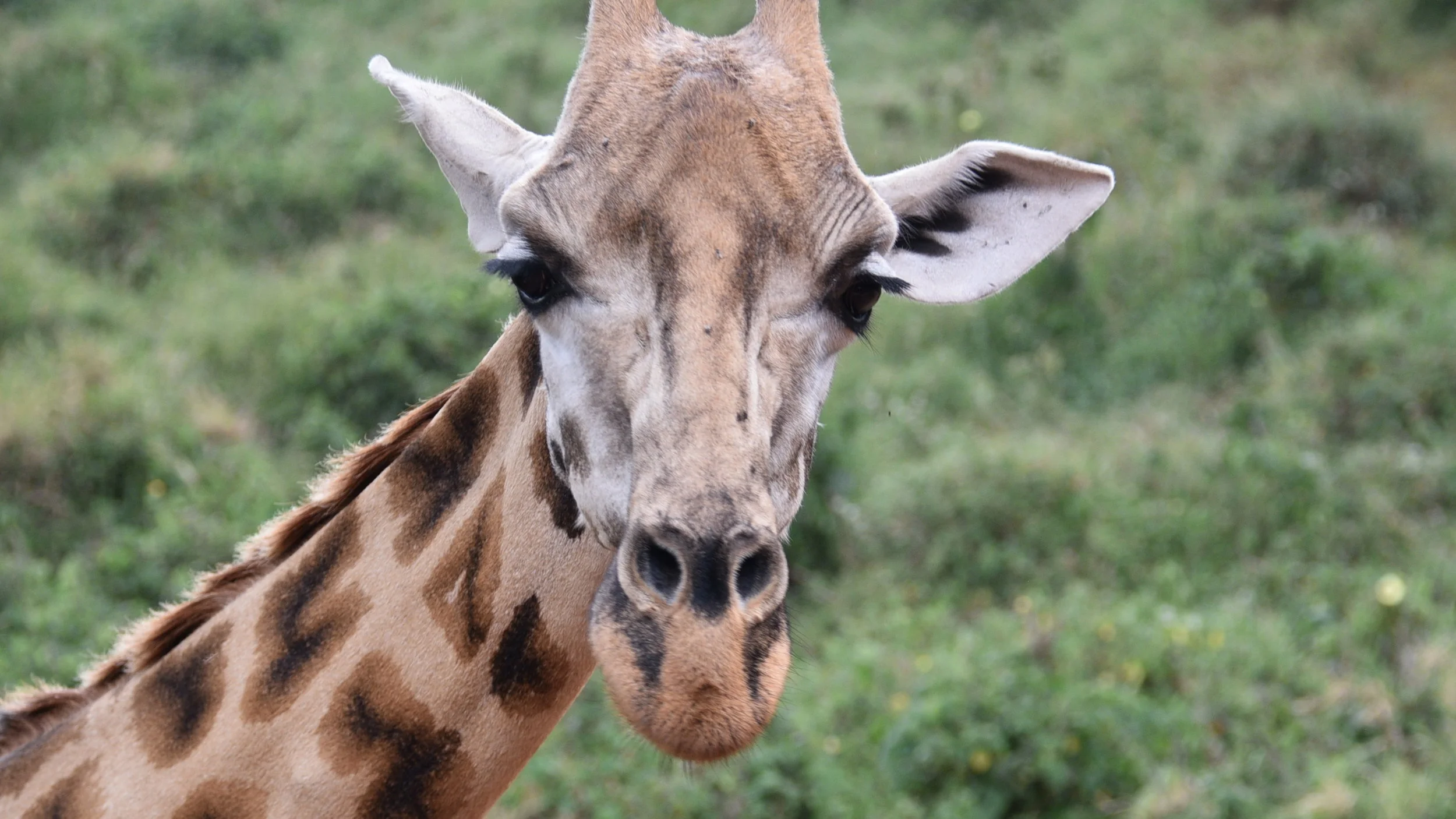 Giraffe Centre (13).jpg