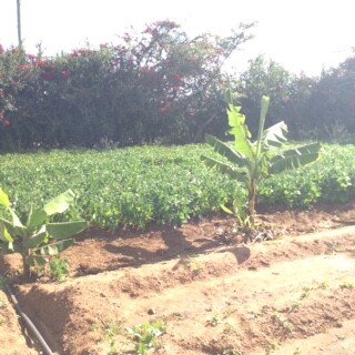 2021.06.08 Pipe irrigation at the garden.jpg