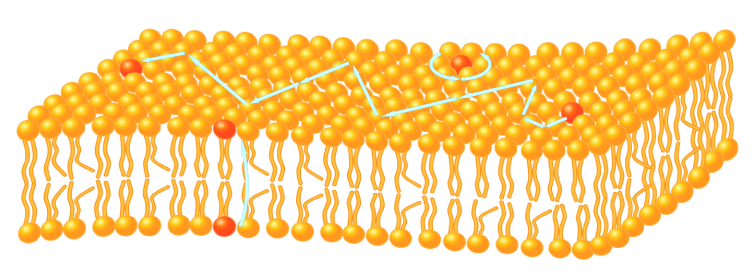membrane.png