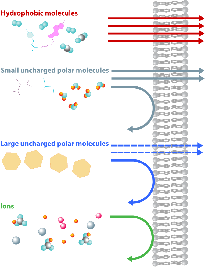 L2-S5-membrane-transport.png
