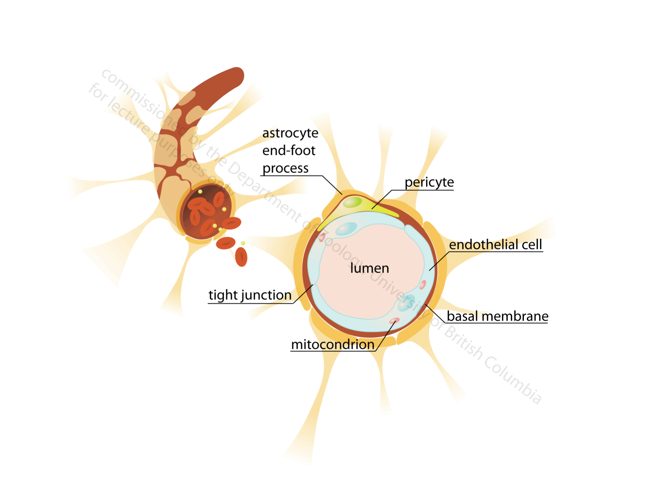 blood-brain-barrier.png