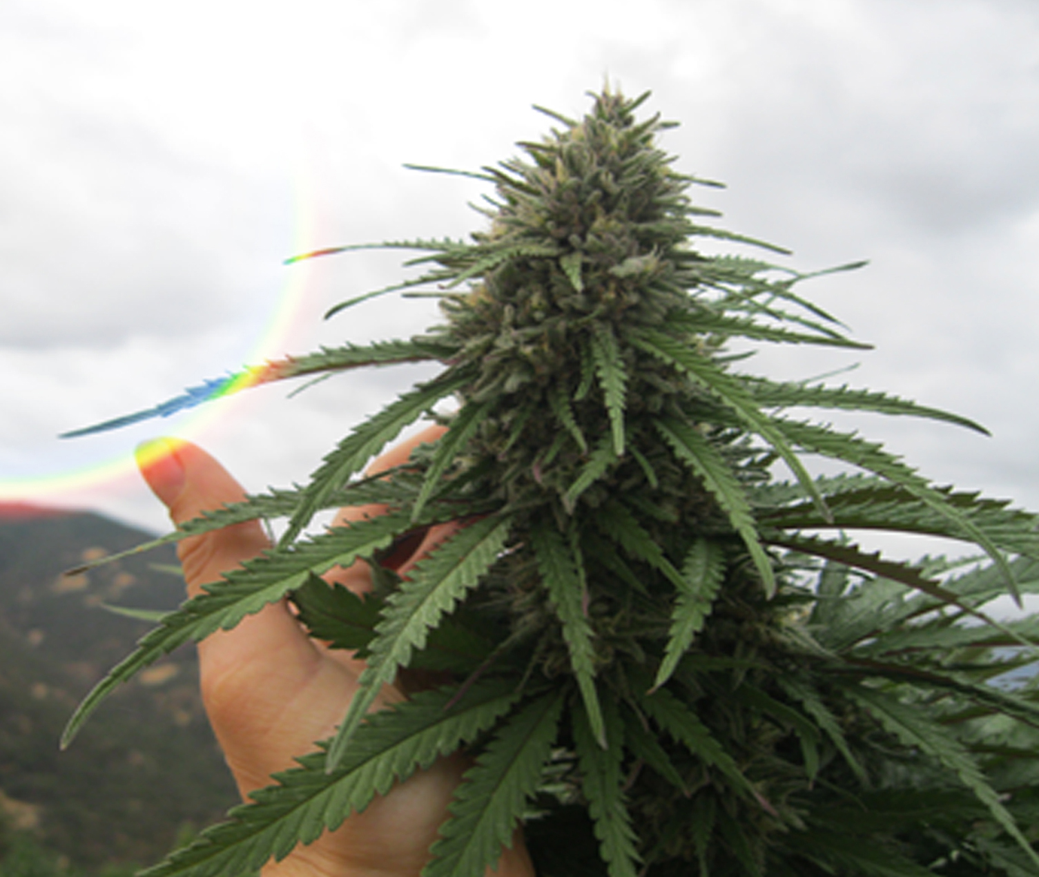 jenn_hand_bud.jpg