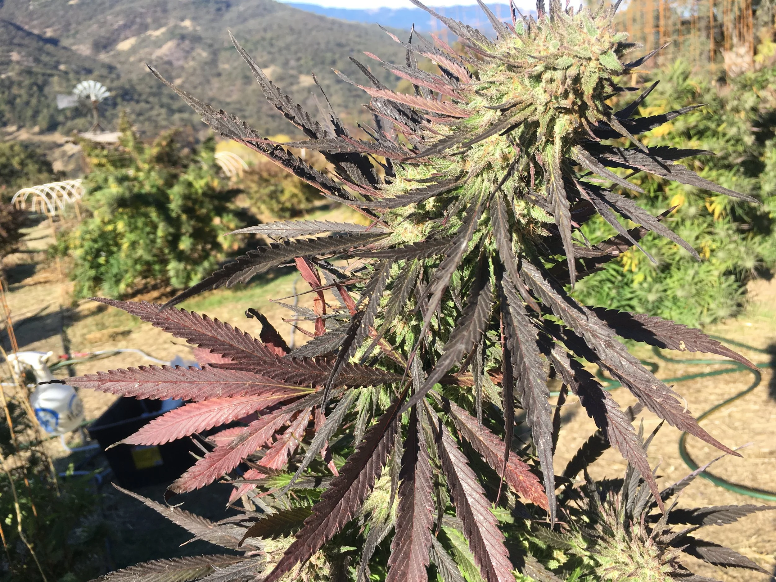 Super Fruit